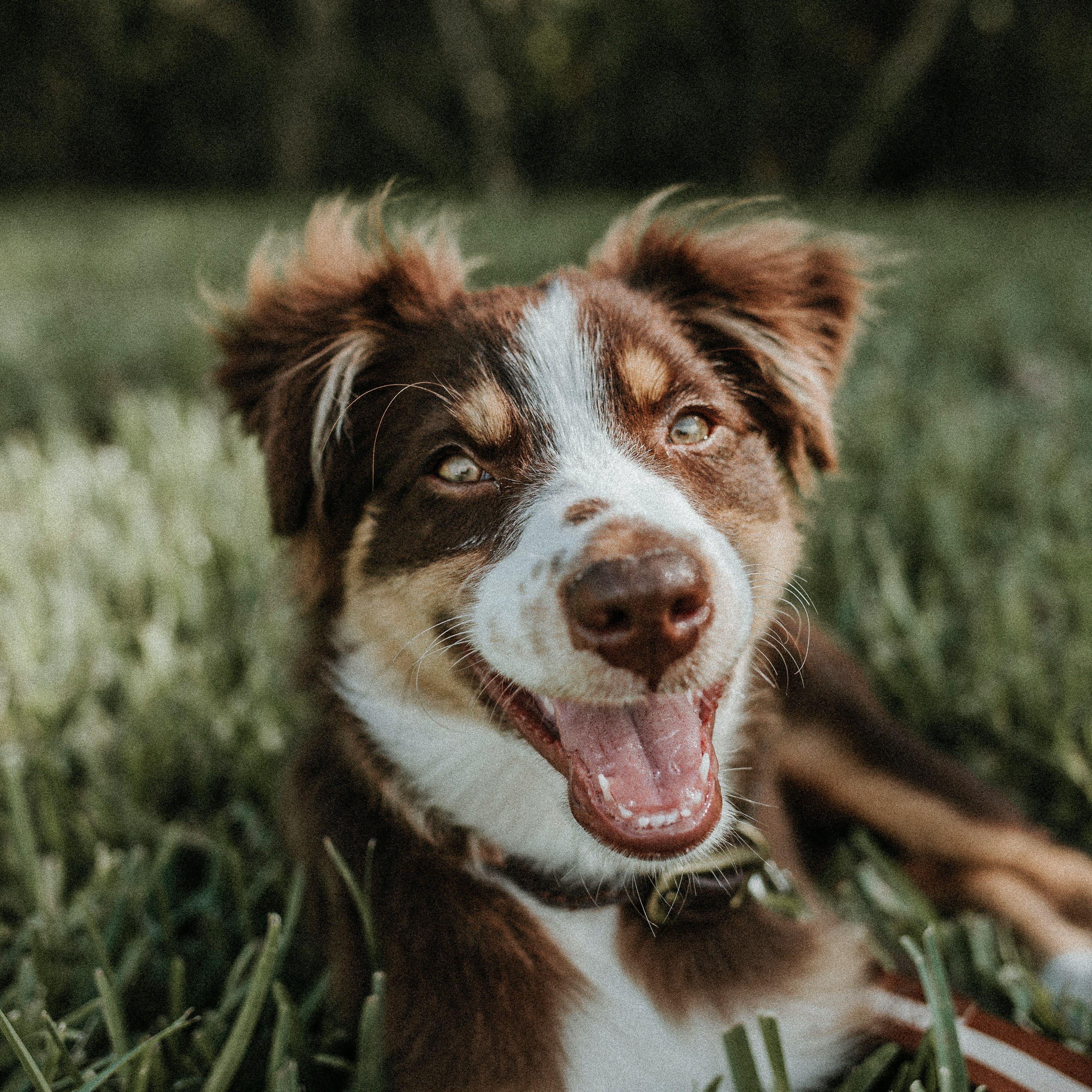 Cosa ci vuole comunicare il naso asciutto del cane?