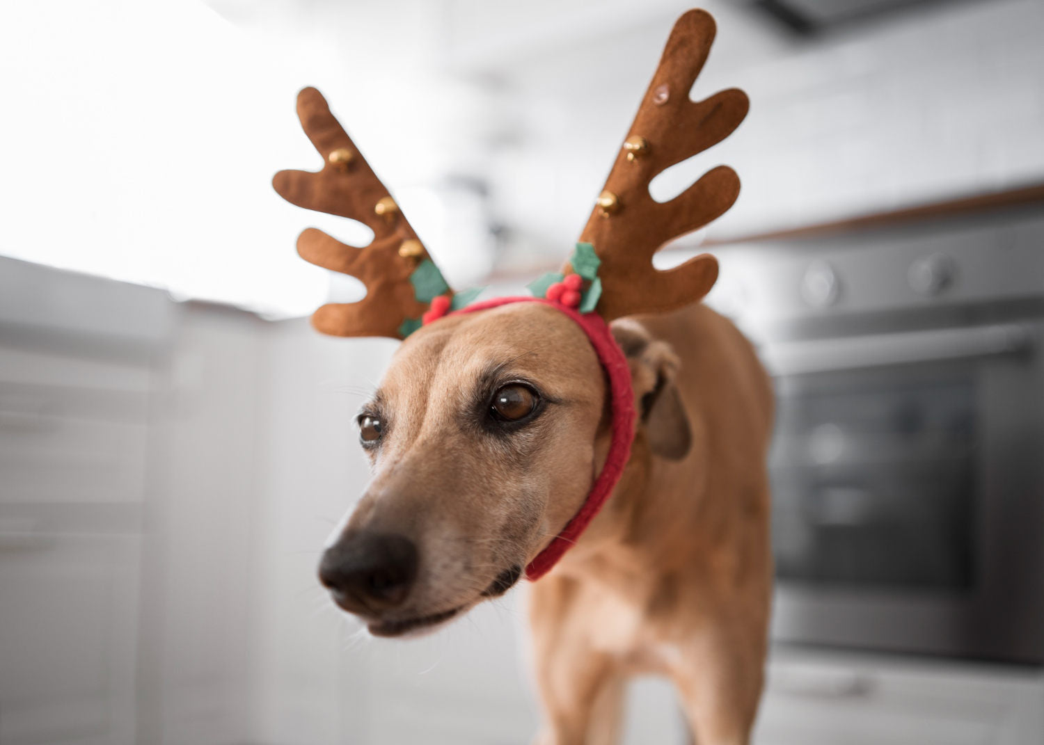 cosa regalare a natale