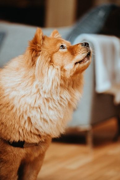 cane che non mangia e guarda verso l'alto il padrone