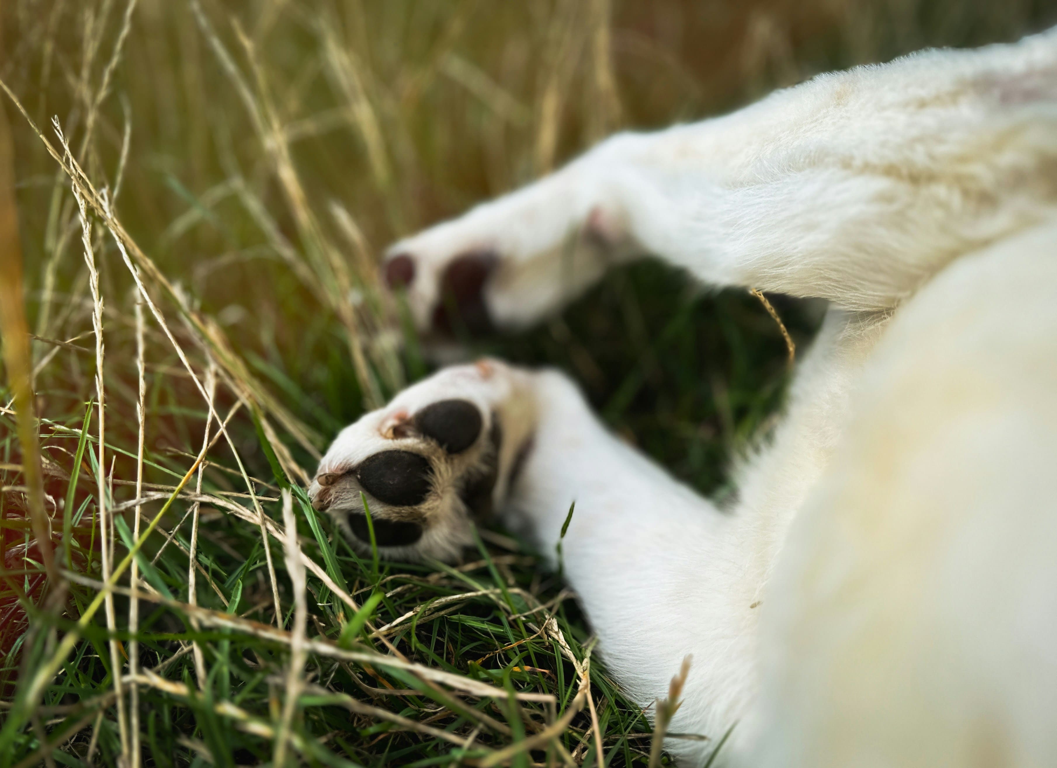 Cosa fare se il tuo cane non si regge più sulle zampe posteriori