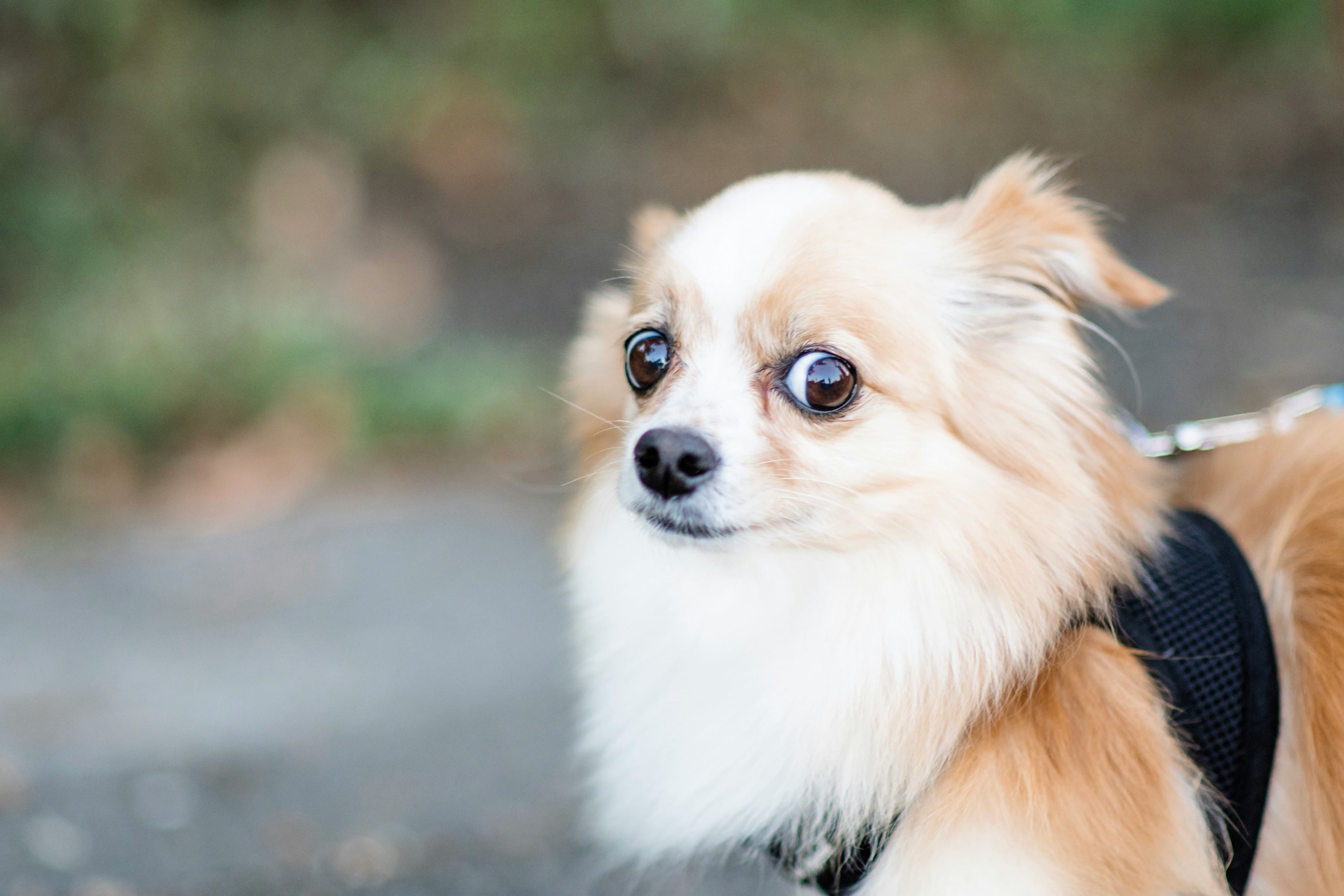 Consigli per gestire il tuo cane pauroso