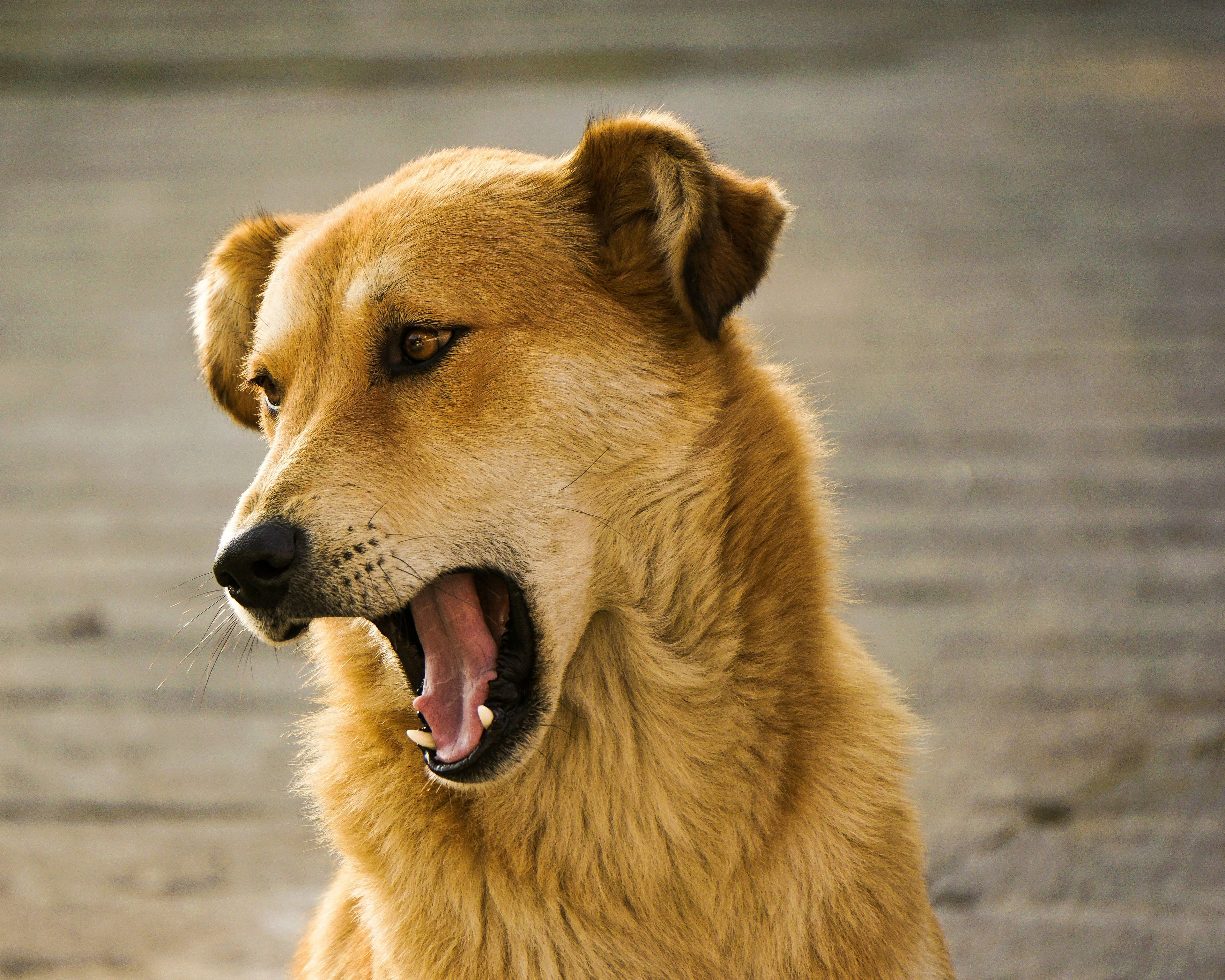 Perché il tuo cane ringhia? Ecco le cause e cosa fare