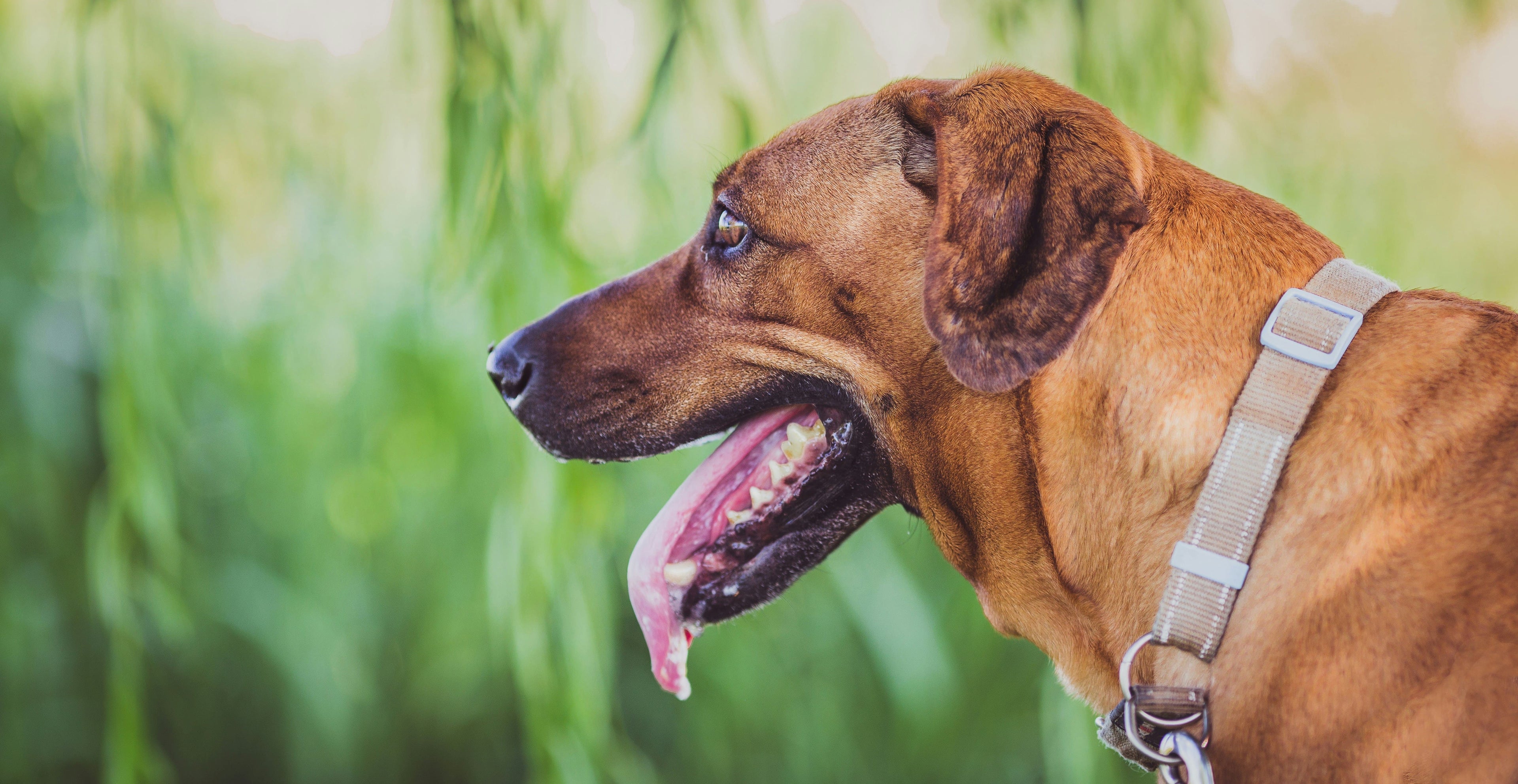 Quando il tuo cane sbava: le cause dell'ipersalivazione e cosa fare