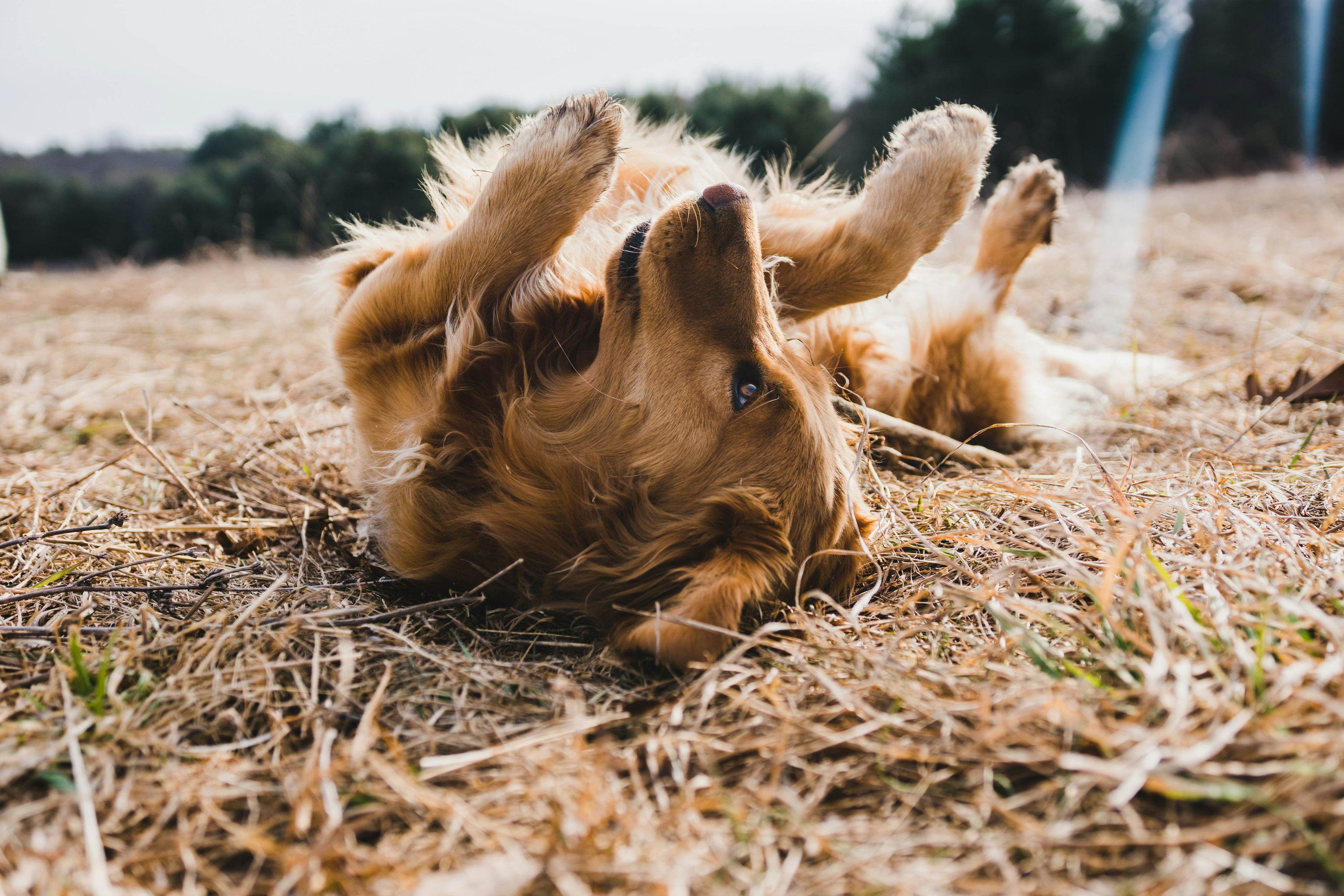 Il cane si gratta spesso? 4 possibili cause e rimedi