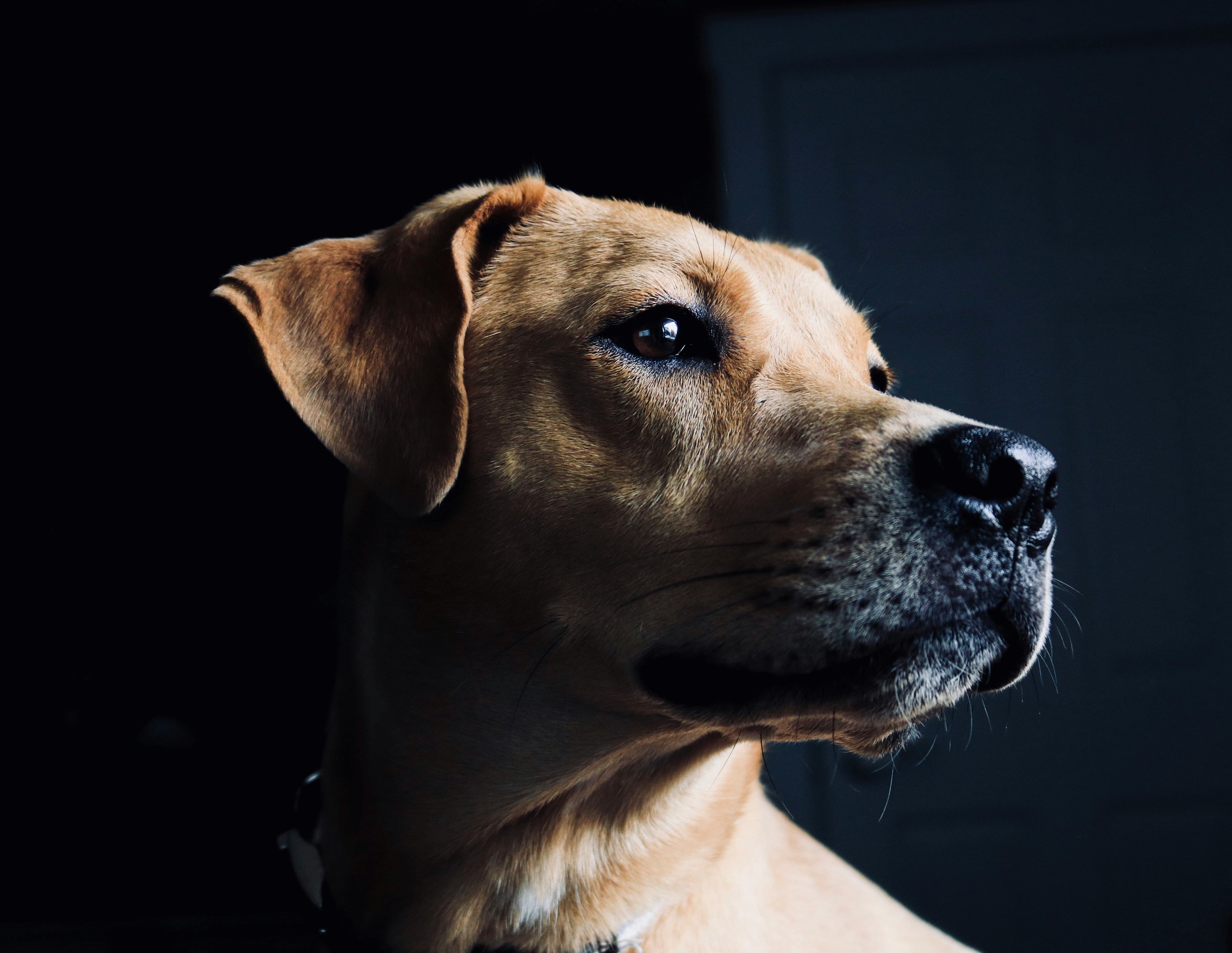 Come calmare un cane che ha paura durante un temporale