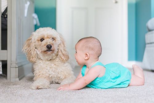 Le 6 migliori razze di cane per famiglia