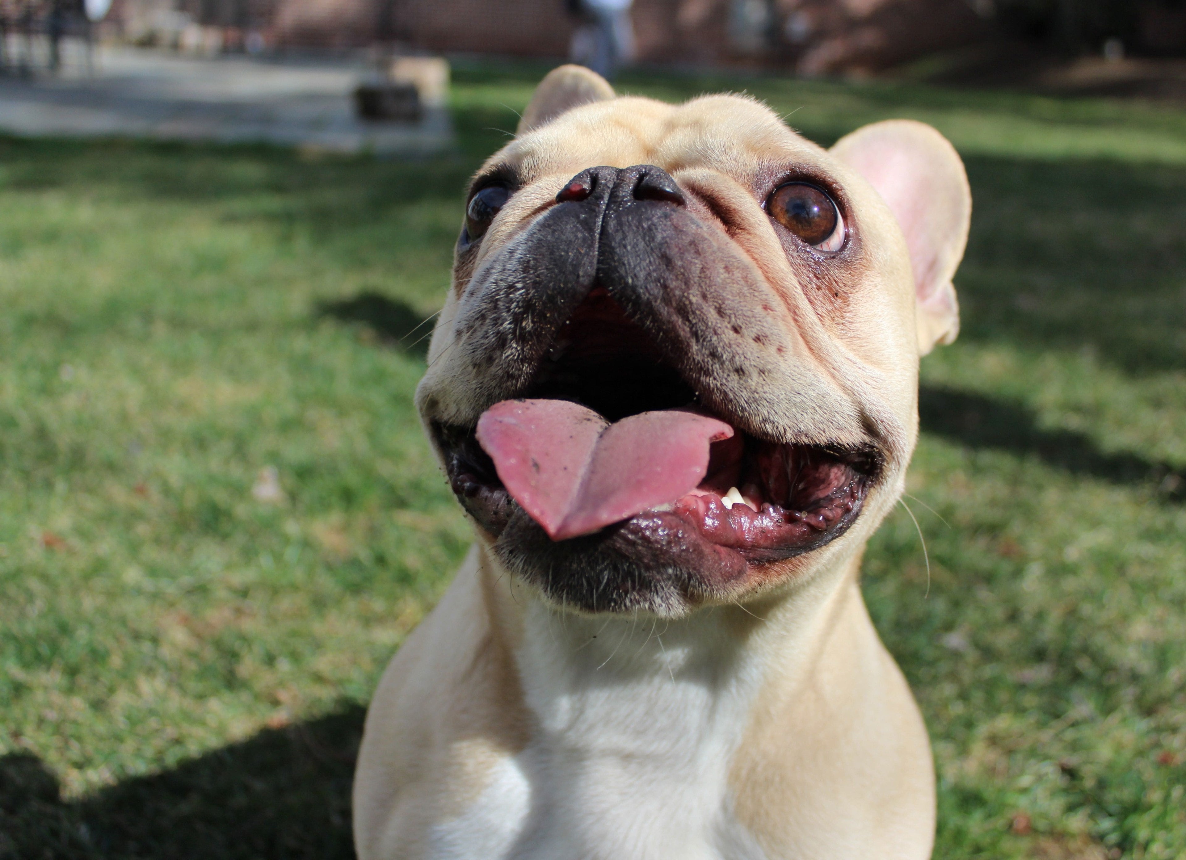 Le migliori razze di cani per vivere in appartamento