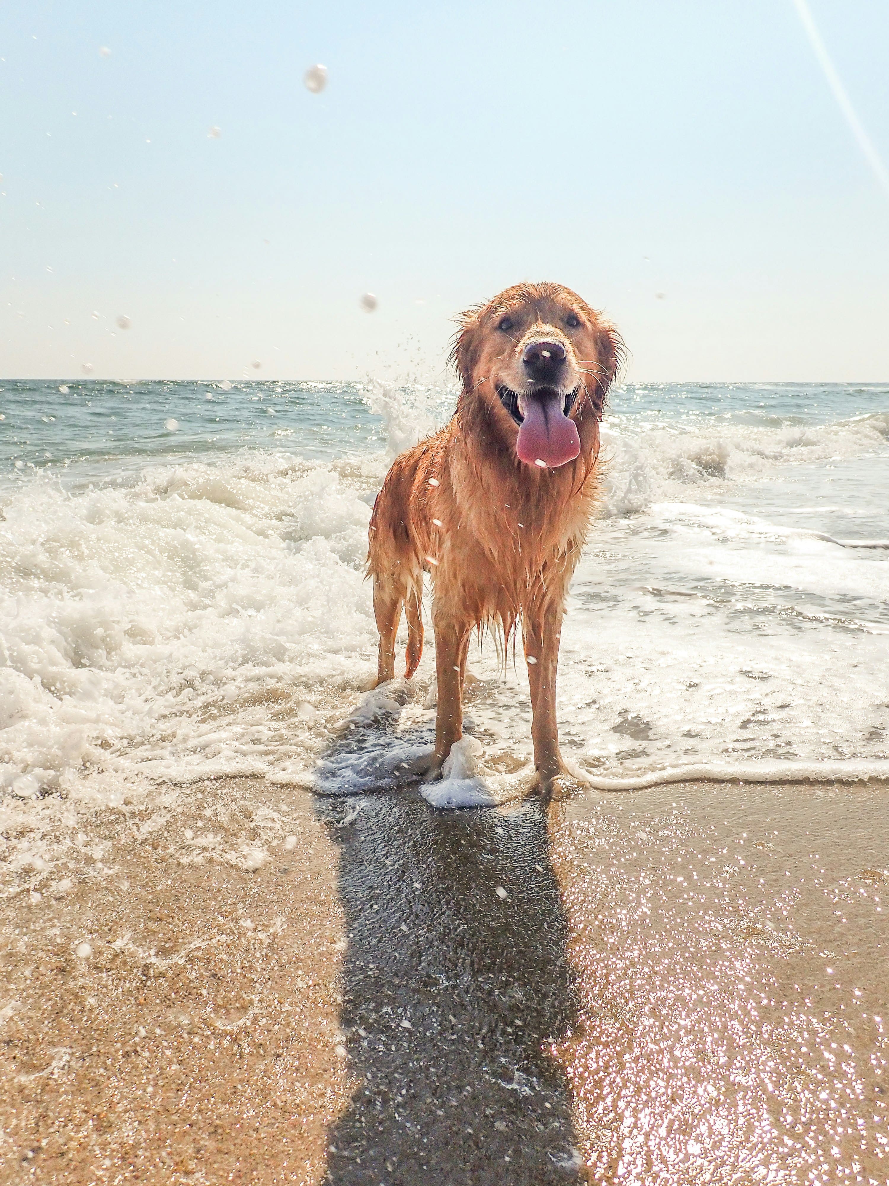 Cani in spiaggia: regole e buone abitudini