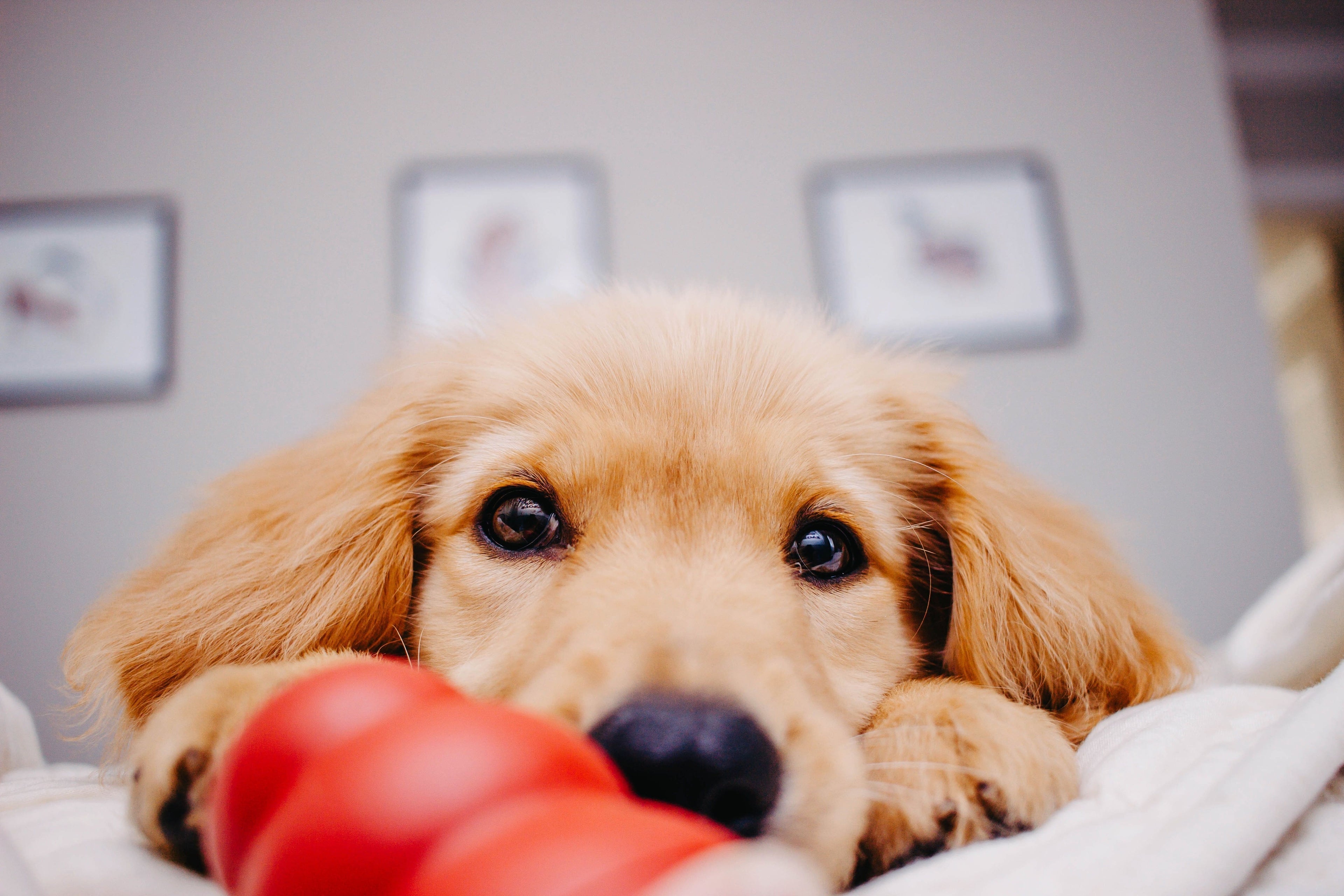 Perché i cani ci portano i giocattoli?