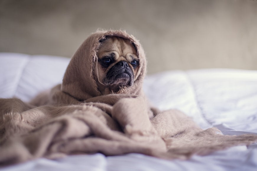 Allergie e intolleranze: quali sono i sintomi per capire che il nostro cane è allergico? Ecco i rimedi