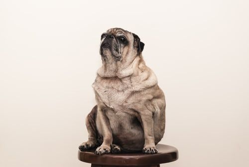 Dieta per cani obesi: consigli per far tornare fido al peso ideale