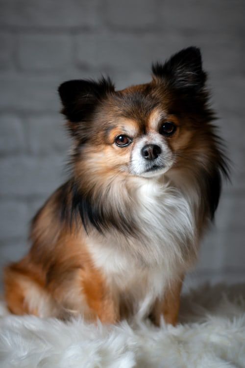 Chihuahua: qual è la migliore alimentazione?