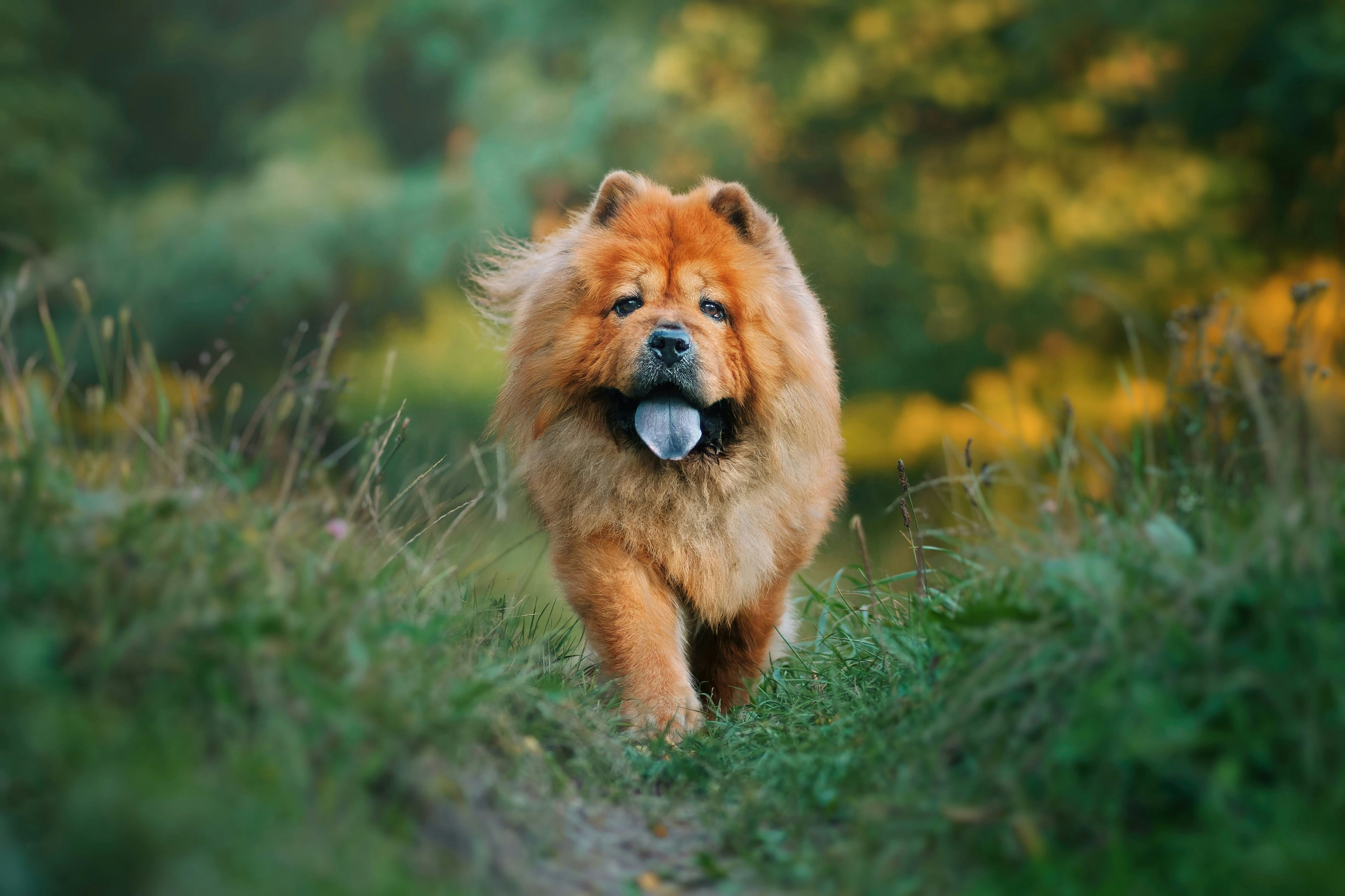 L’alimentazione per mantenere il tuo Chow Chow sano e felice