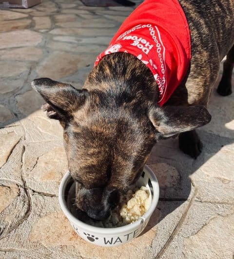 Cibo per cani ipoallergenico: la guida completa per il tuo amico a quattro zampe