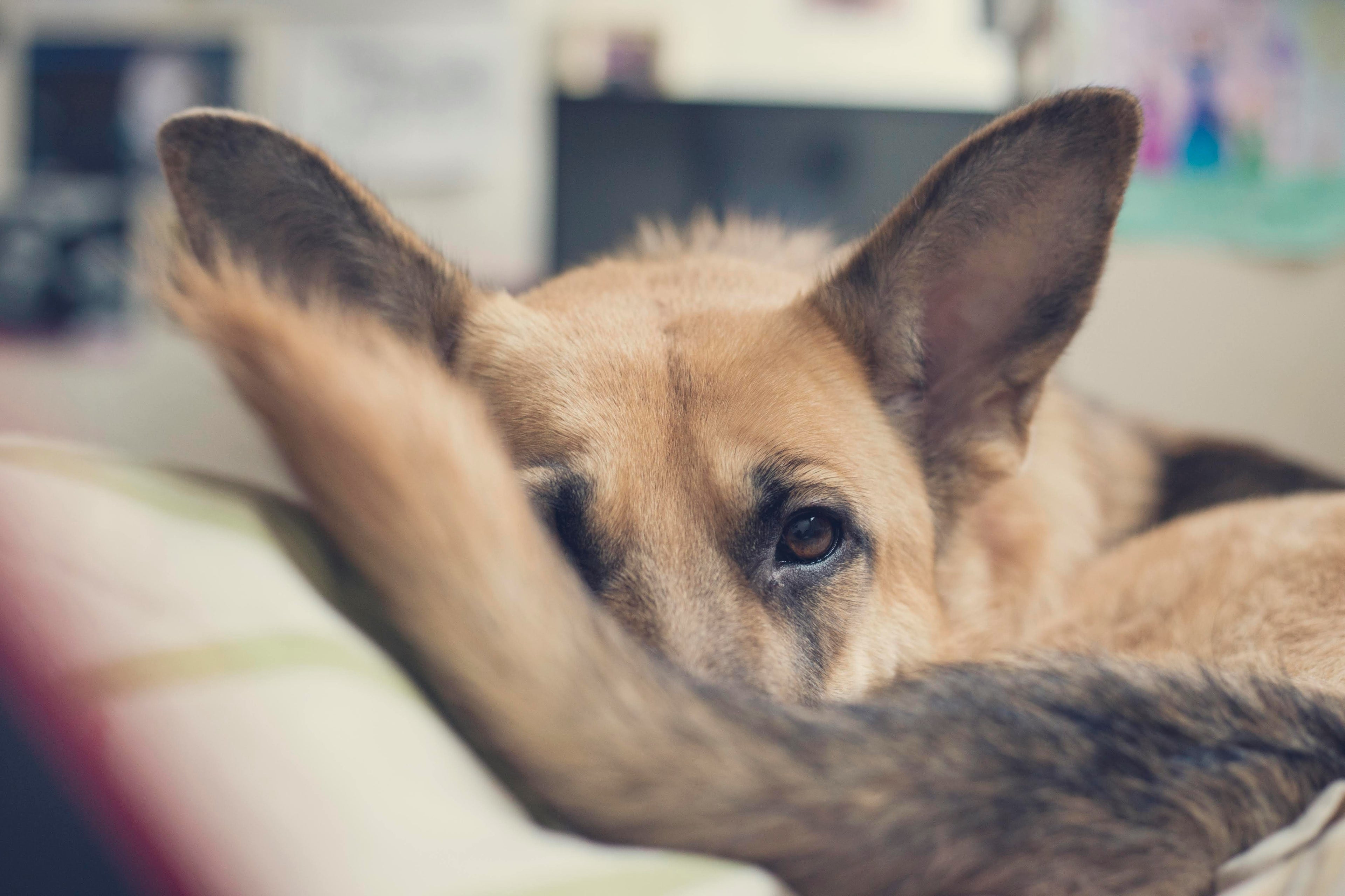Come riconoscere e prevenire la sindrome della coda fredda nei cani