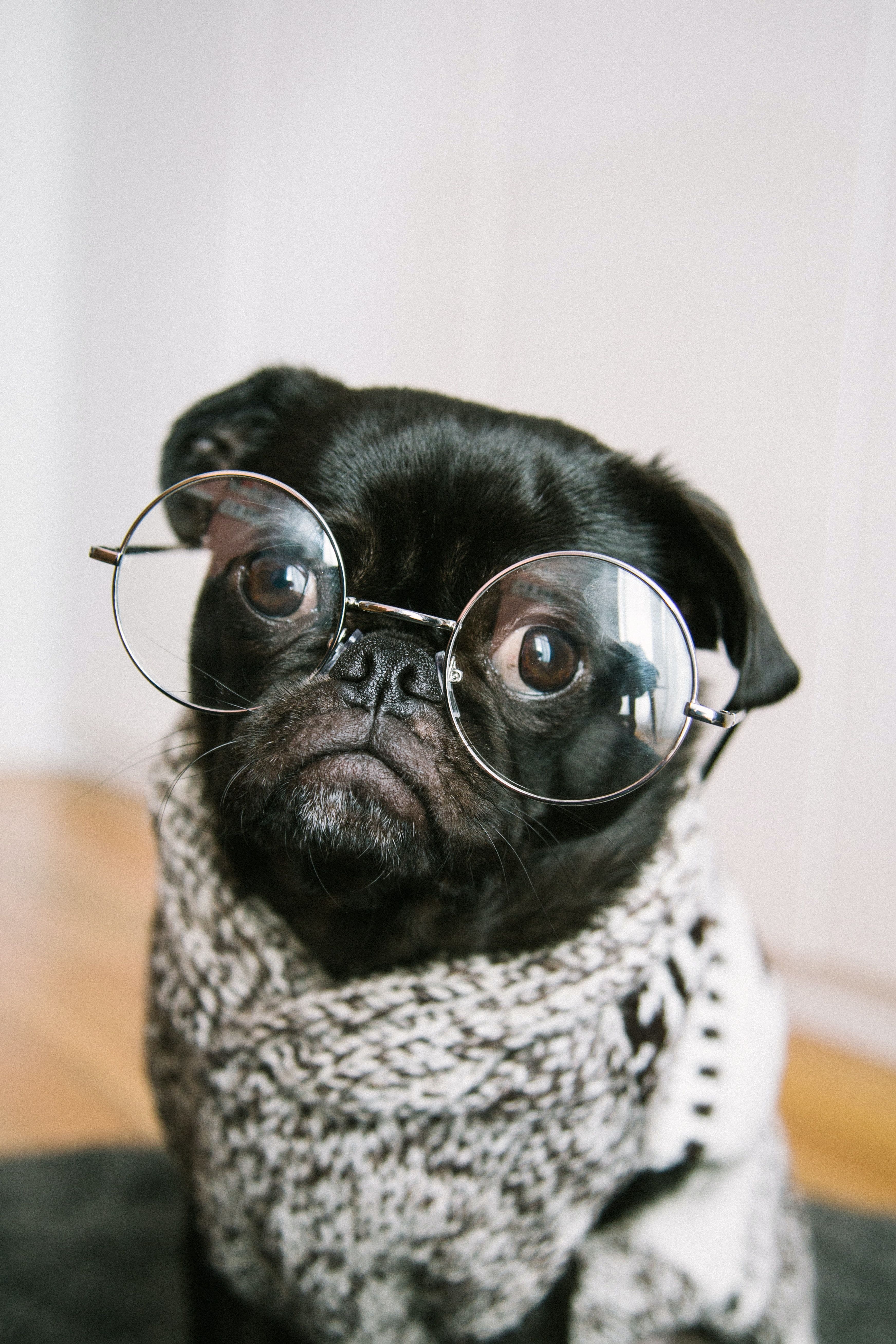 Come vedono i cani? 3 curiosità sulla vista dei cani