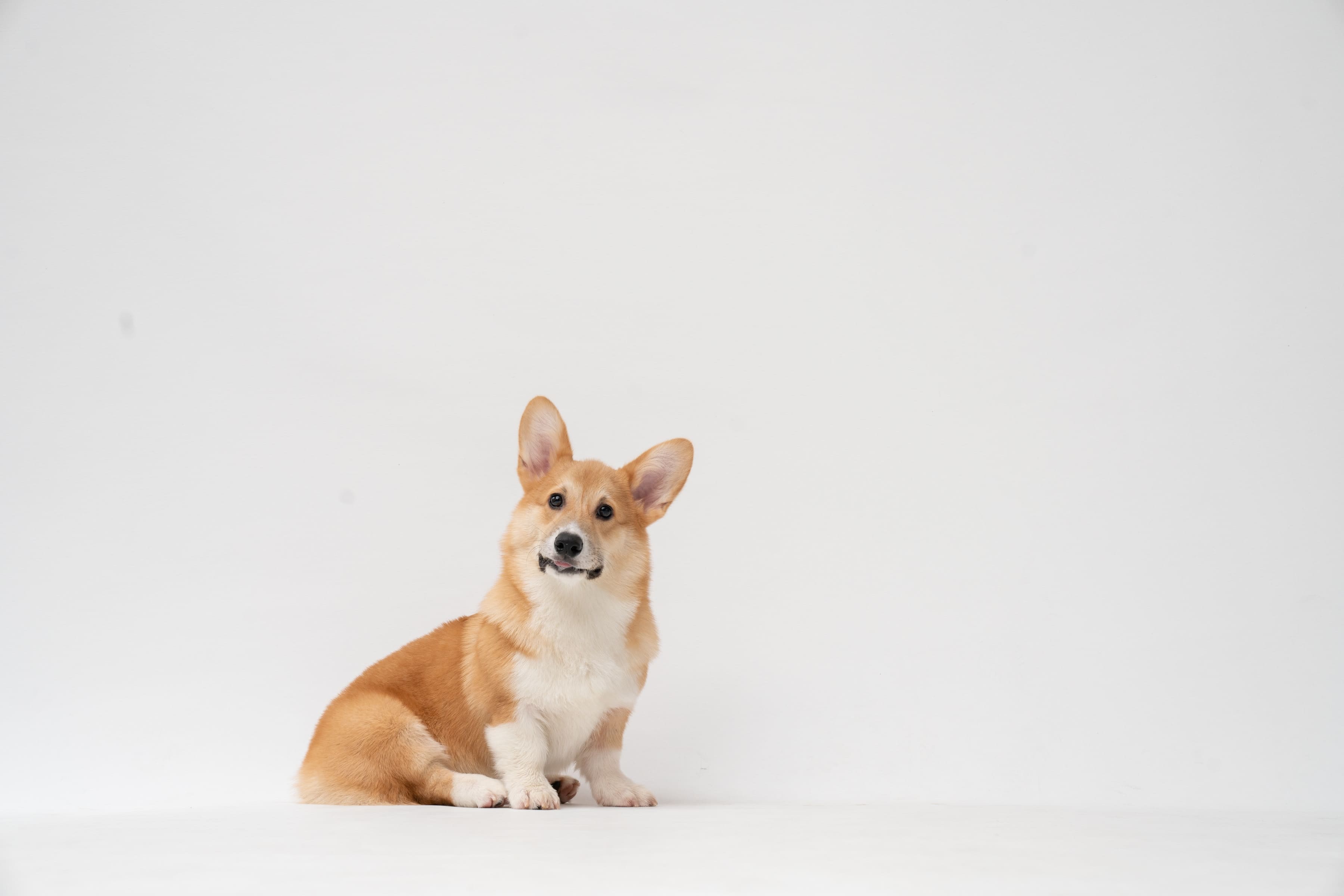 Cosa sapere sulle condizioni della pelle del cane