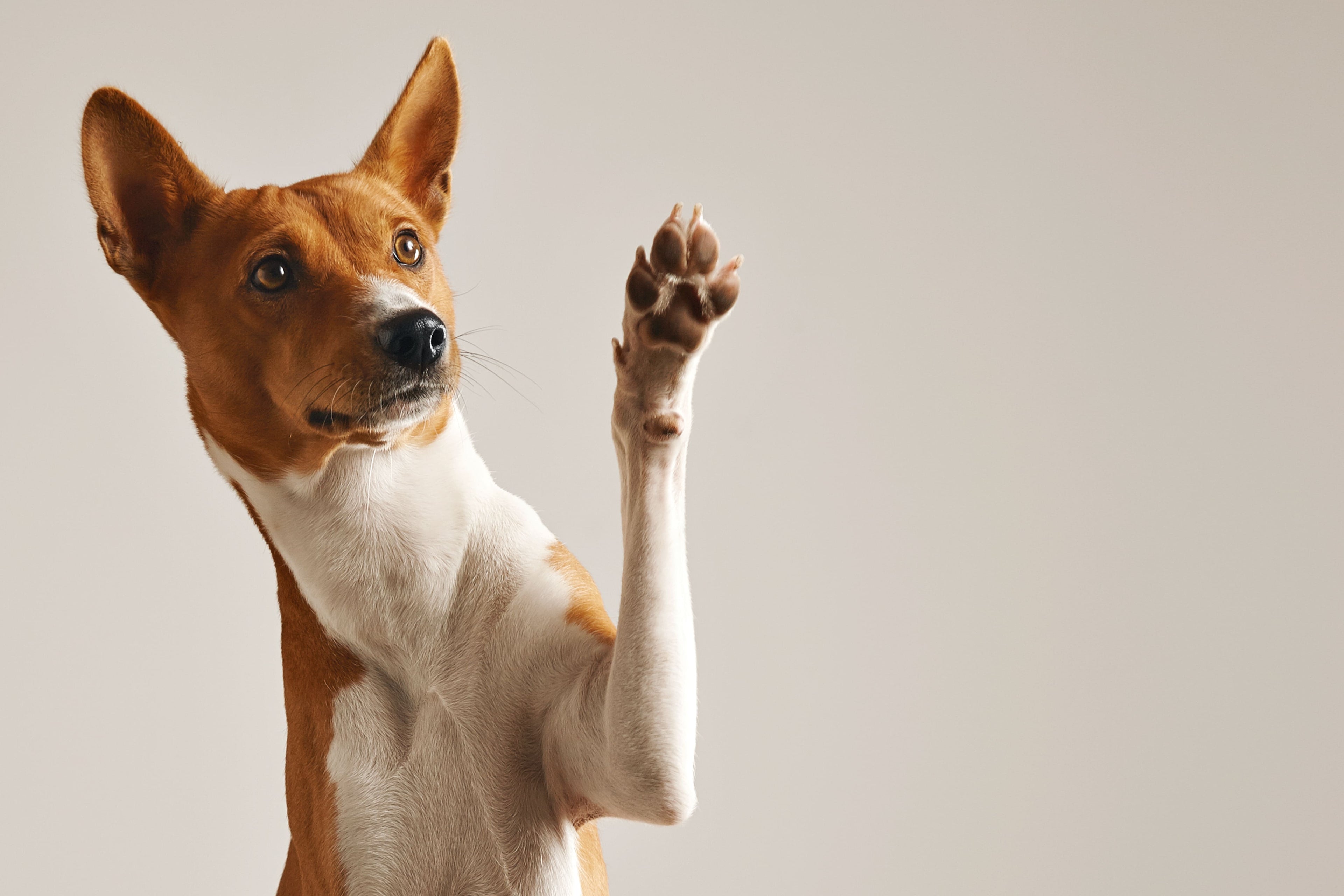 Articolazioni più forti e cane più attivo? Ecco come funzionano i condroprotettori