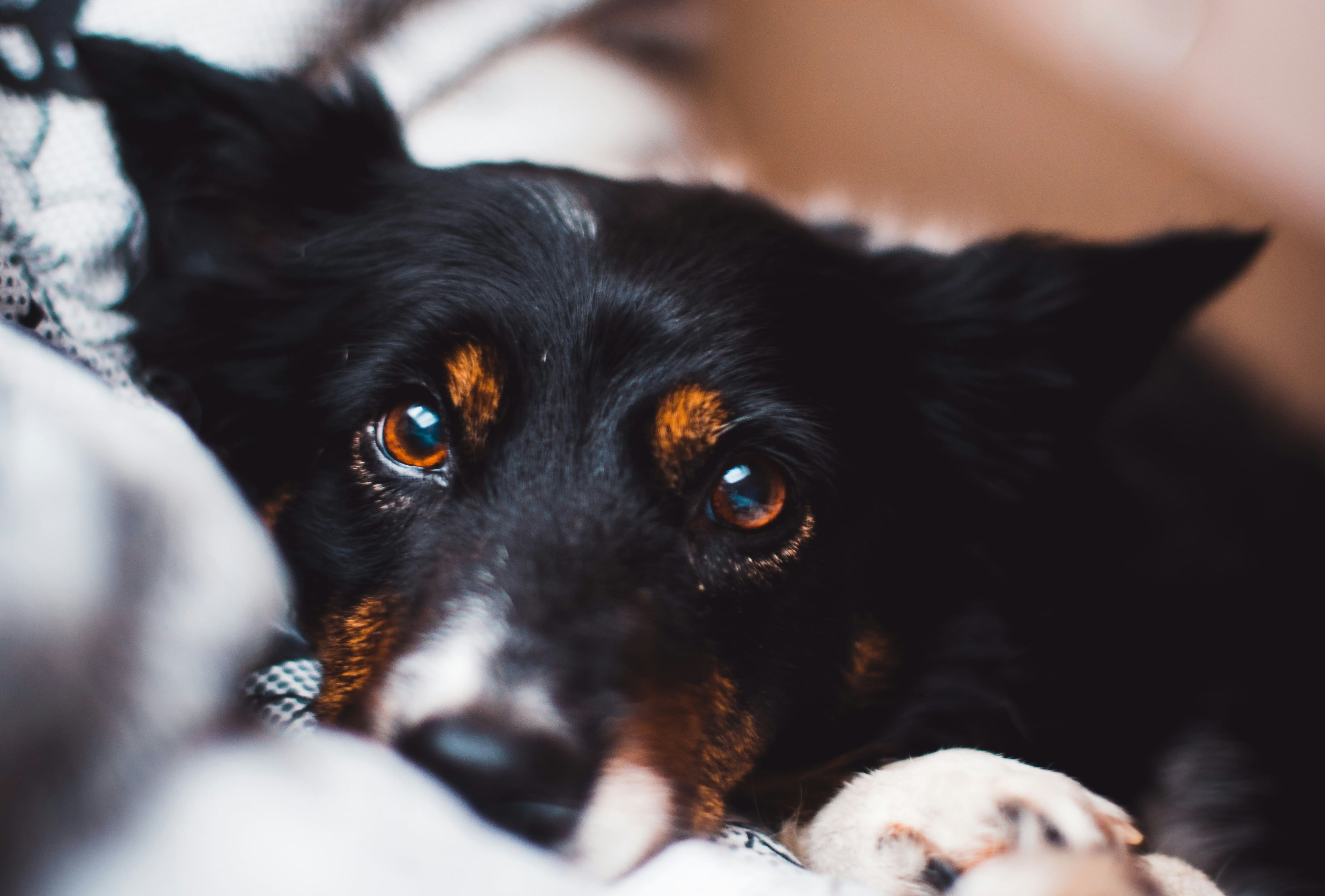 La congiuntivite nei cani: cause, sintomi e alimentazione