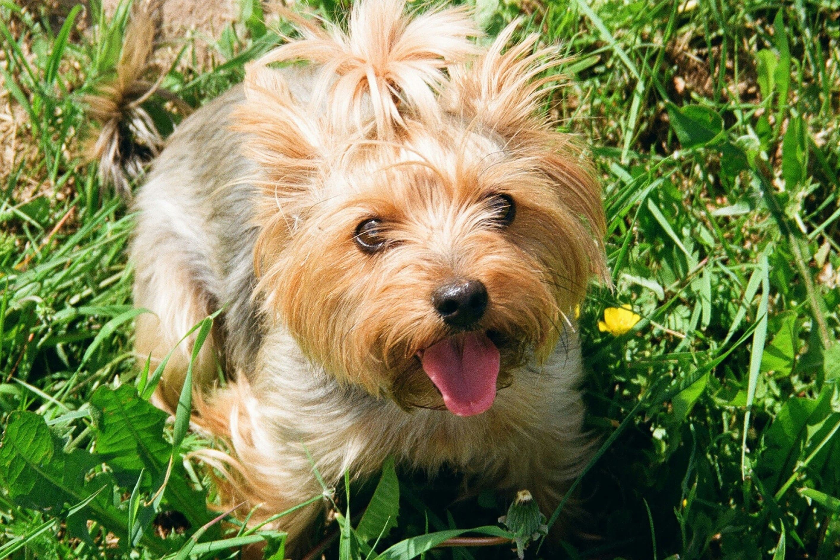 Come gestire la convalescenza dalla sterilizzazione nel cane femmina