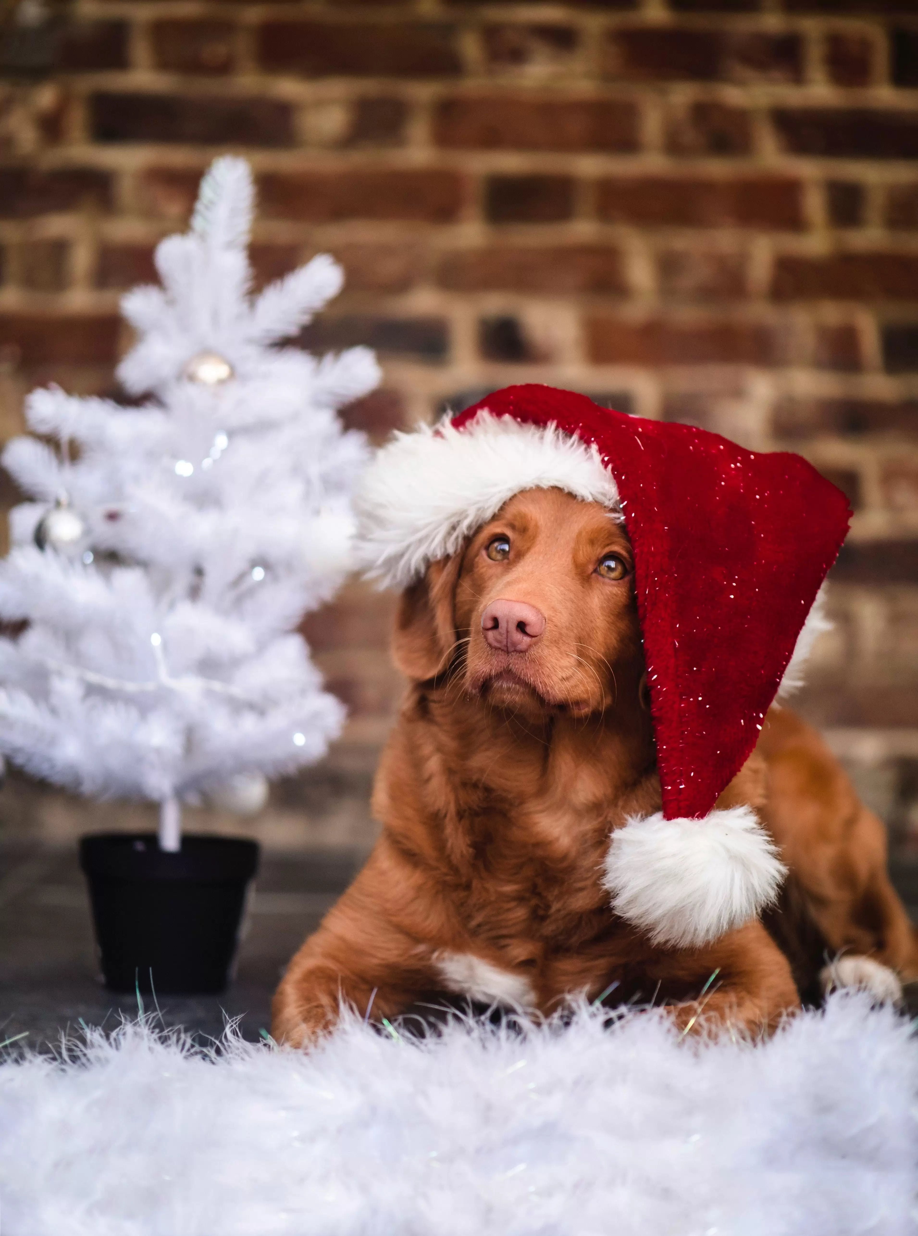 Attività da fare con il tuo cane a Natale