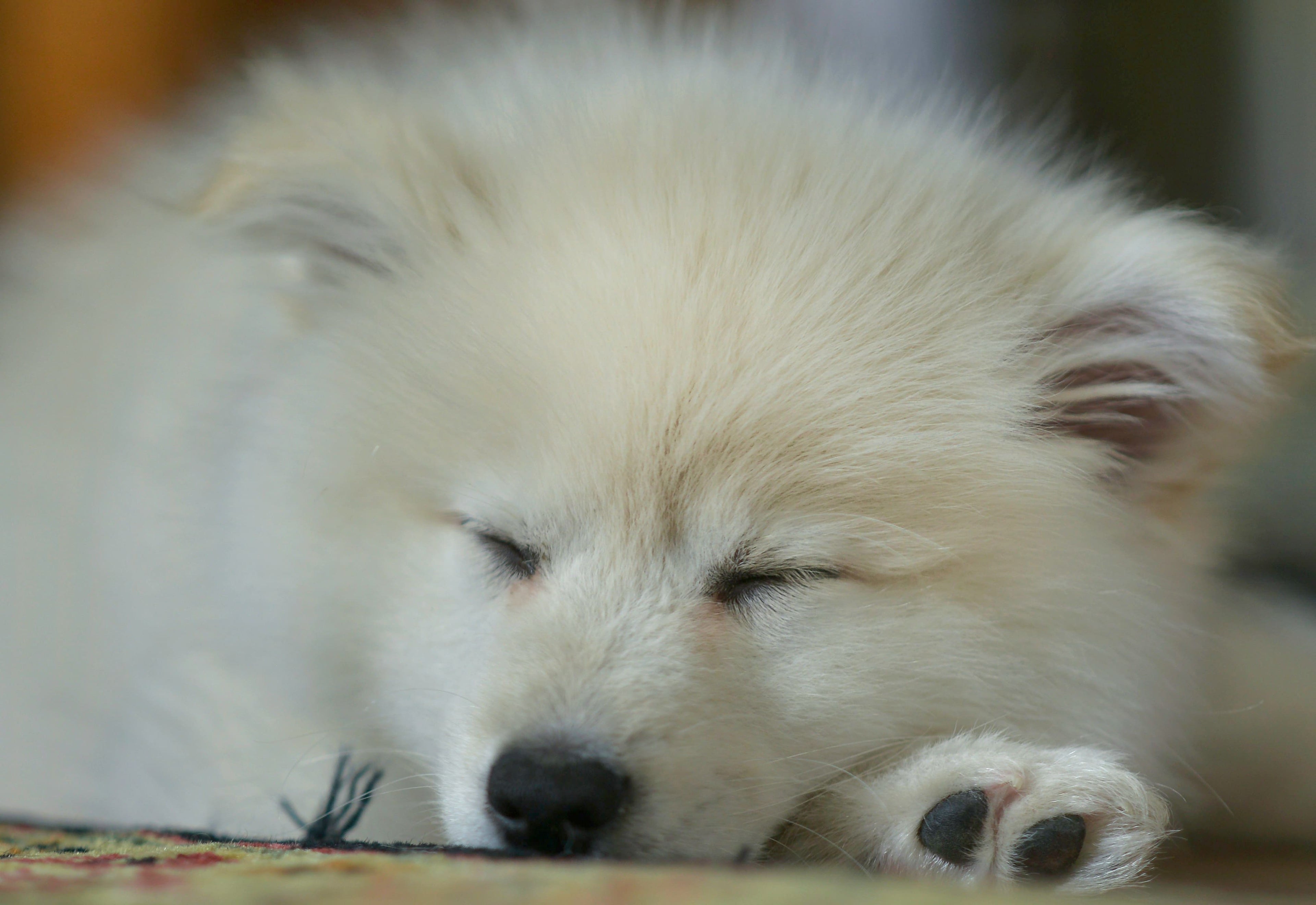 Cosa sogna il tuo cane quando dorme?