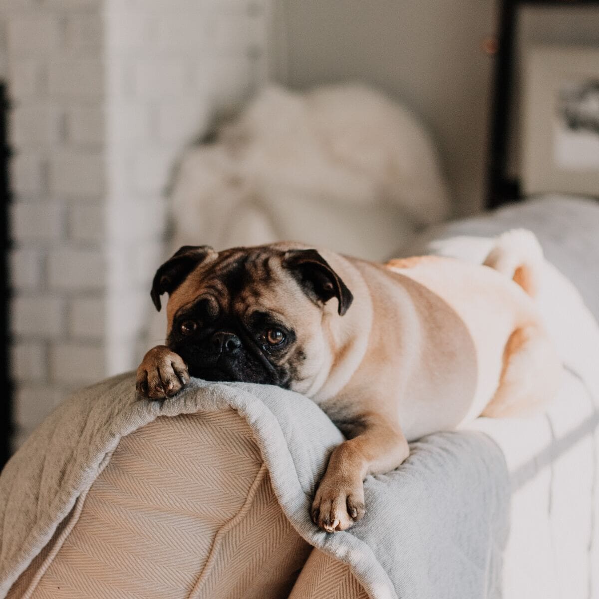 5 cose che il tuo cane odia