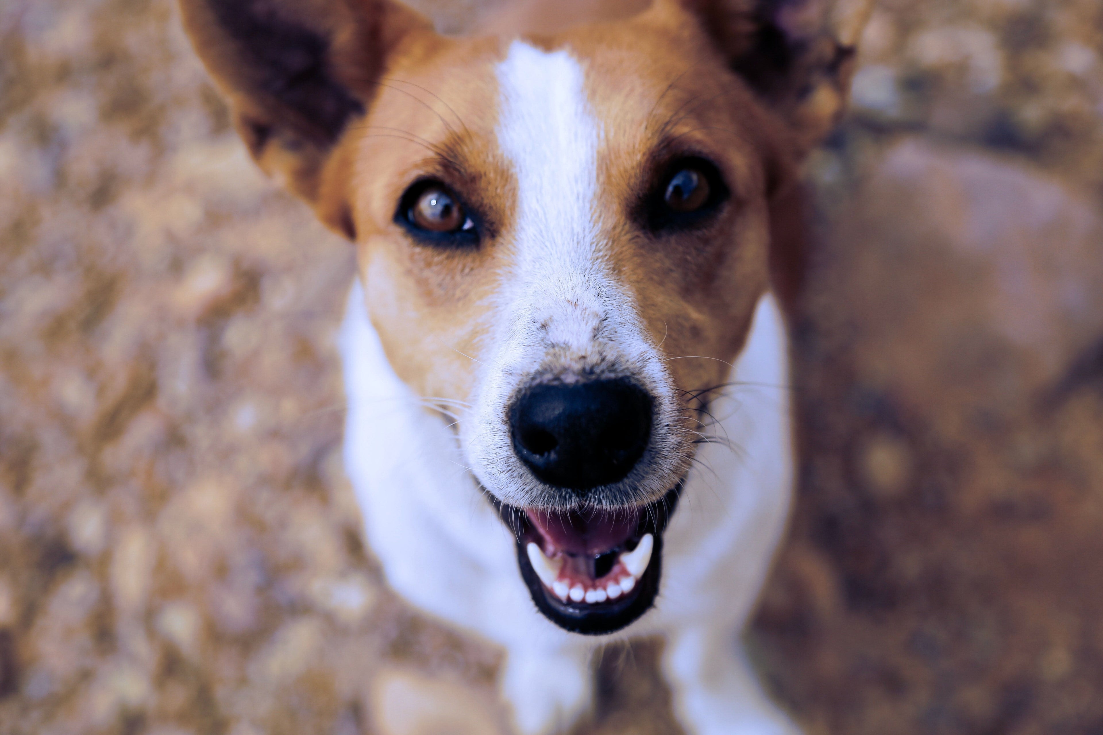 I denti del cane: le caratteristiche della dentatura di cuccioli e cani adulti