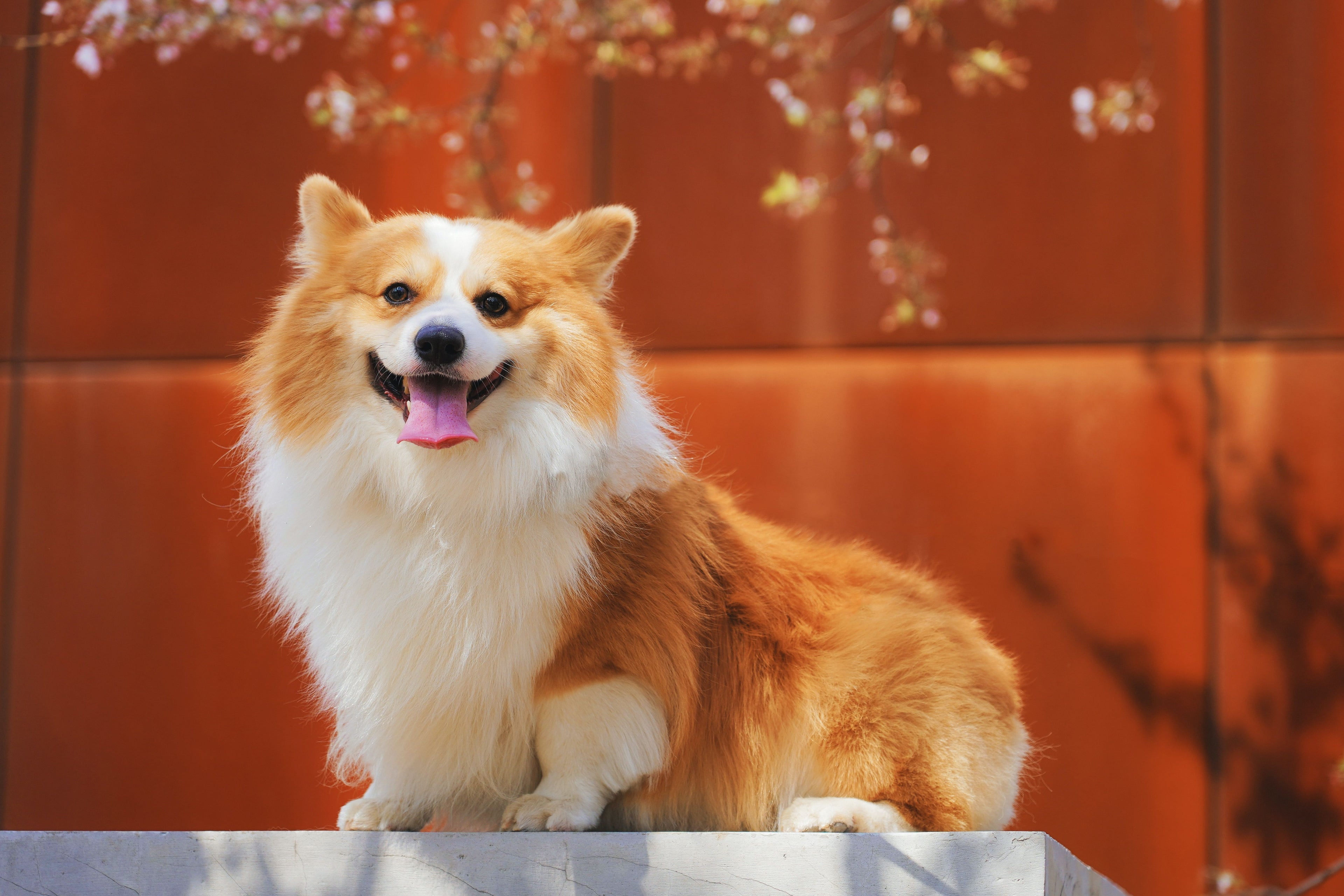 Diabete nei cani: sintomi, cause e consigli per un'alimentazione sana