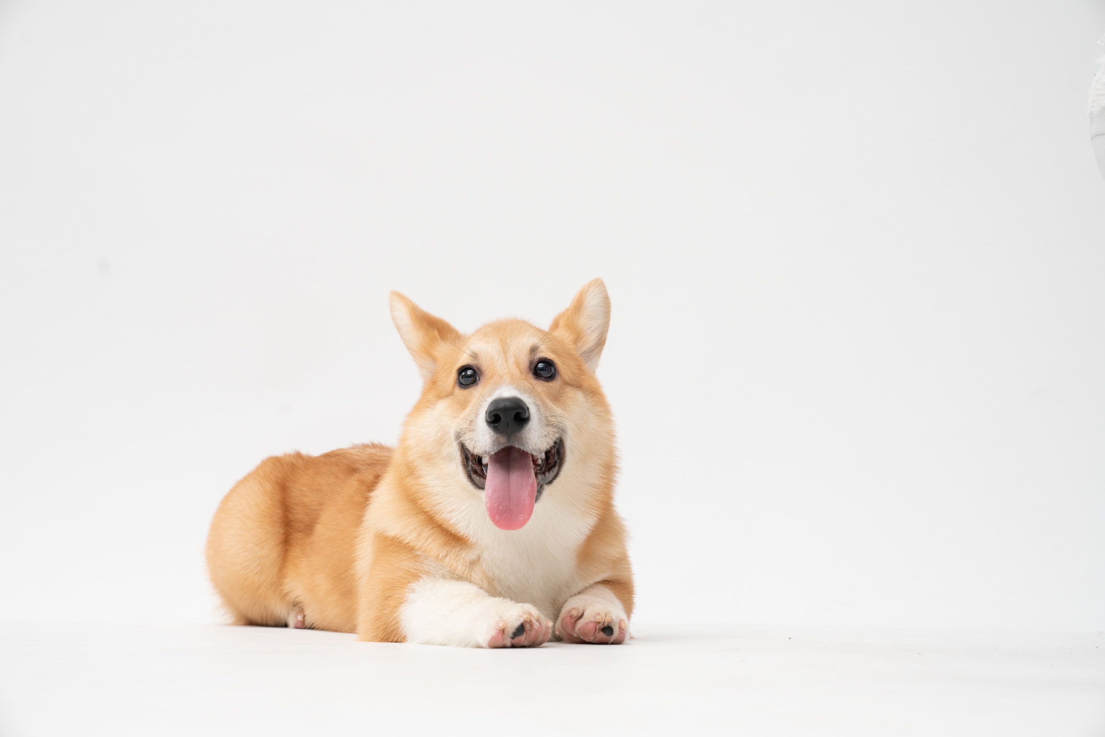 Dieta ad esclusione per cani: cos'è e quando usarla