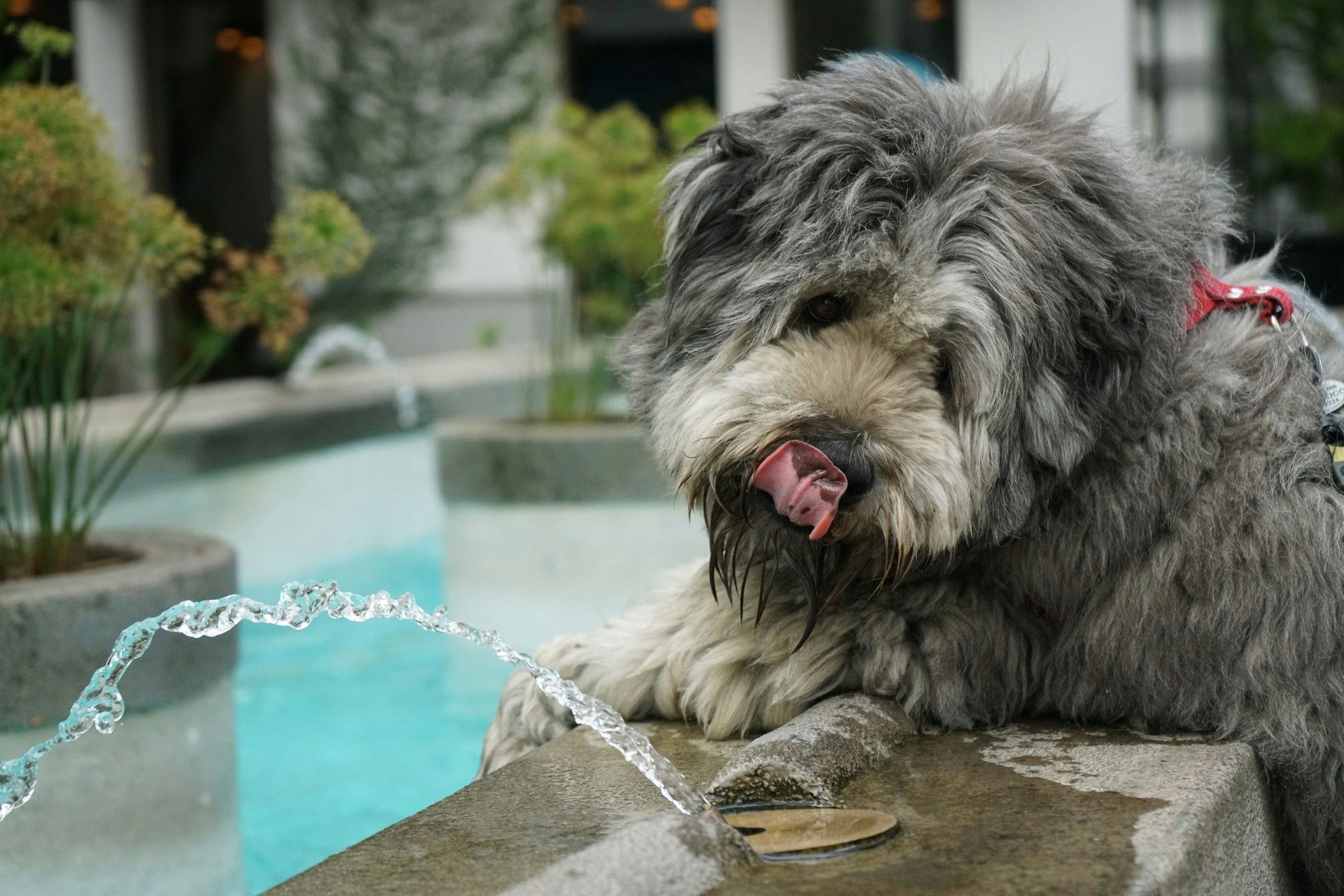 Come capire se il tuo cane è disidratato e cosa fare