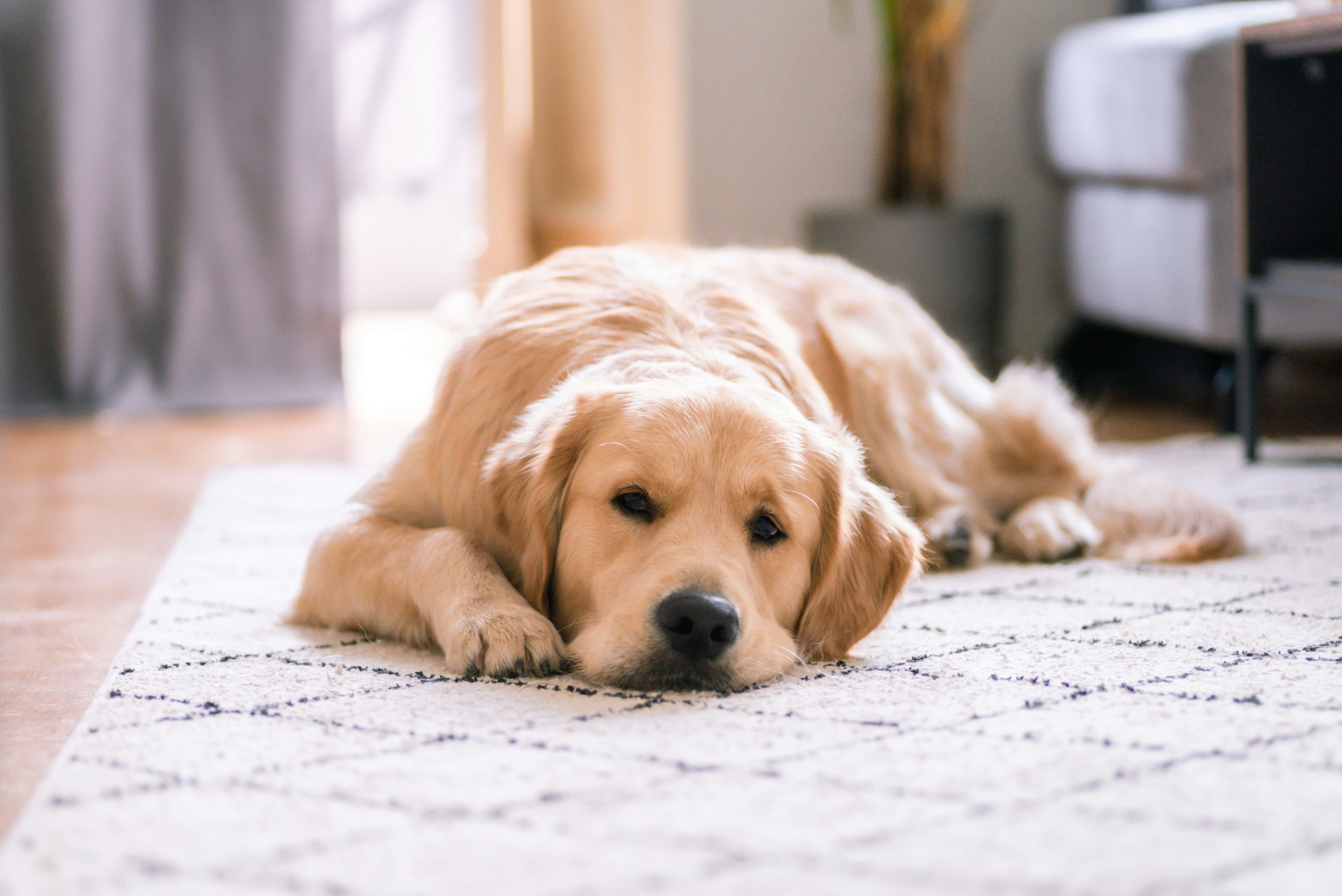Tutto ciò che c'è da sapere sulla displasia dell'anca nel cane
