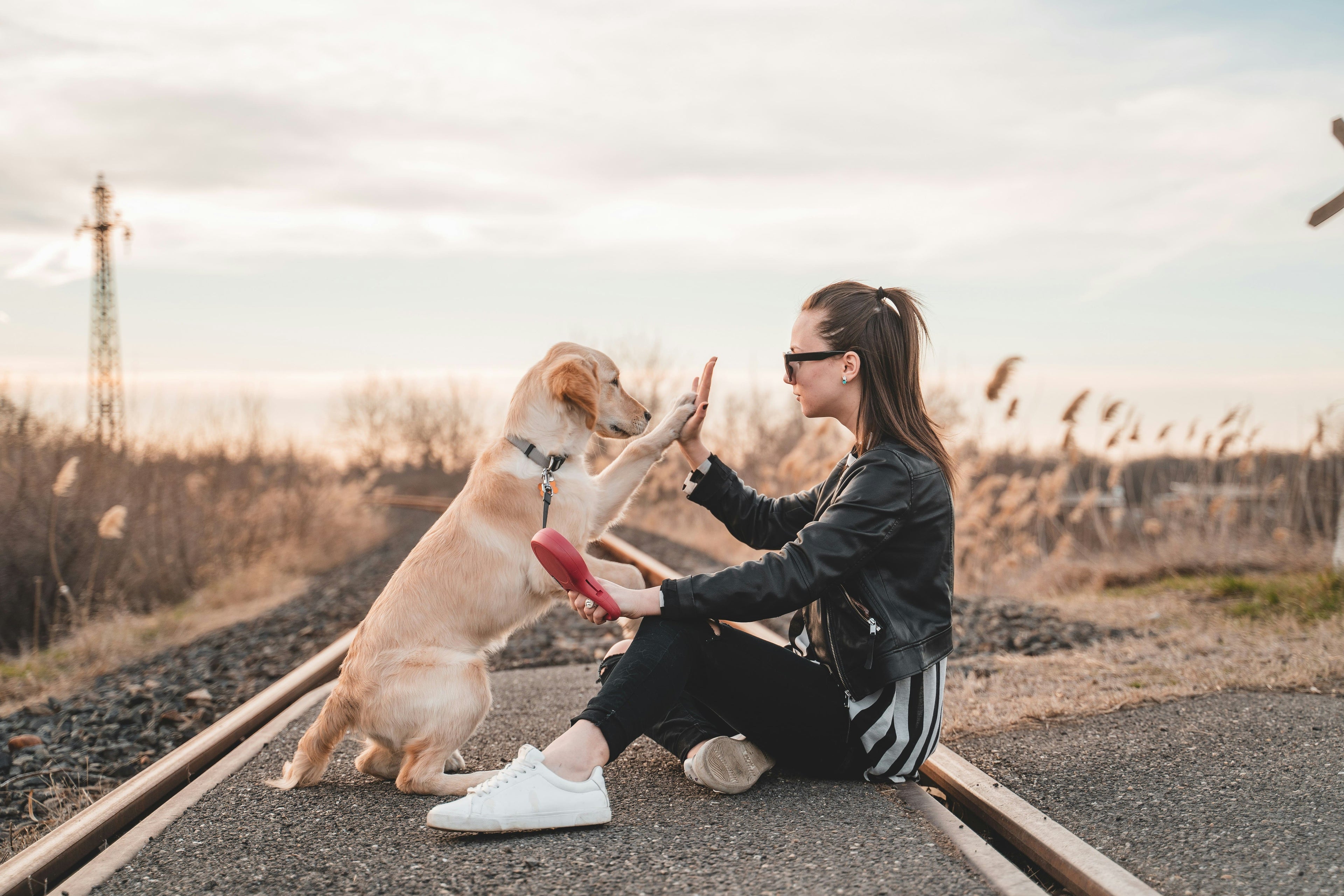 Come calcolare e convertire l'età del cane in anni umani