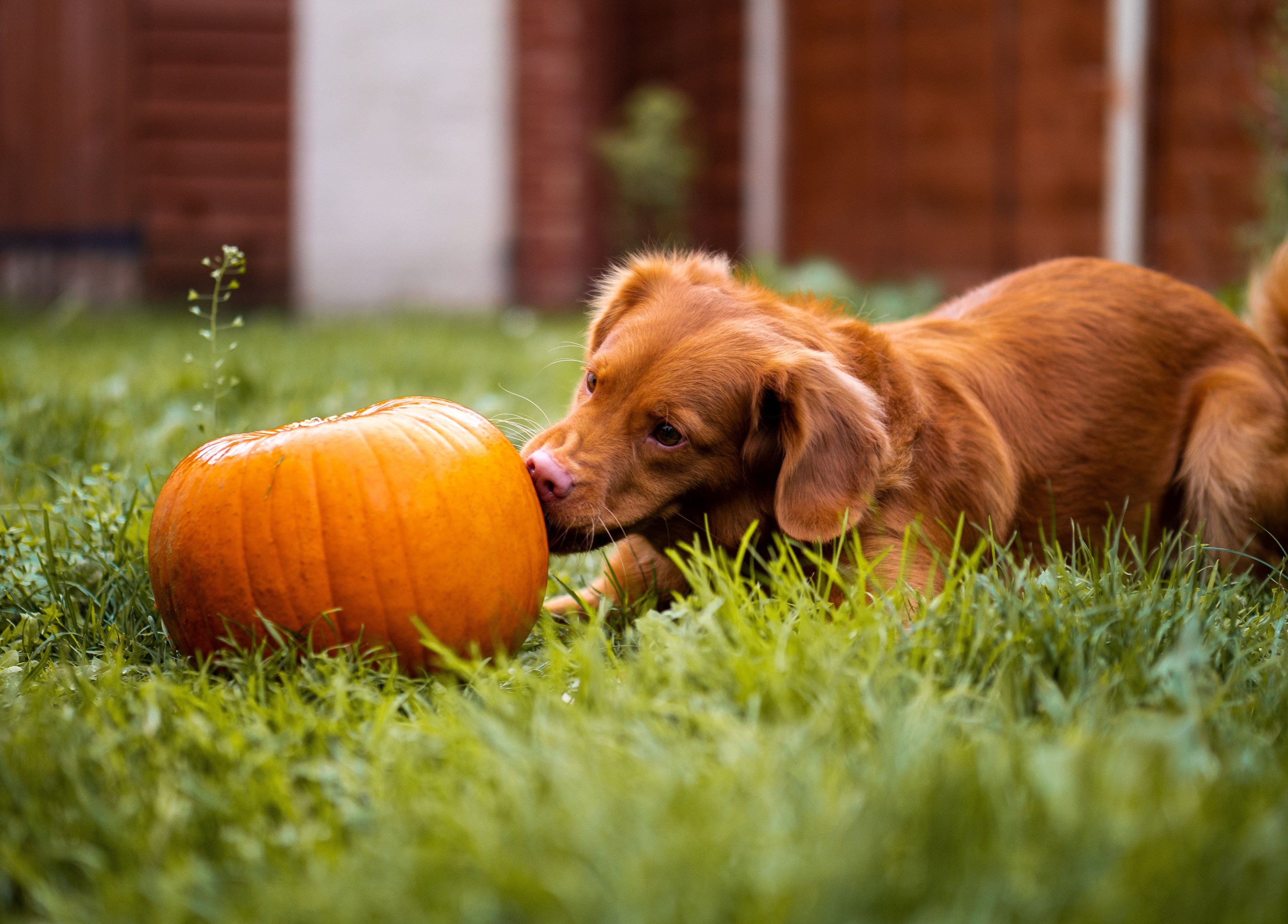 Importanza delle fibre nell’alimentazione del cane