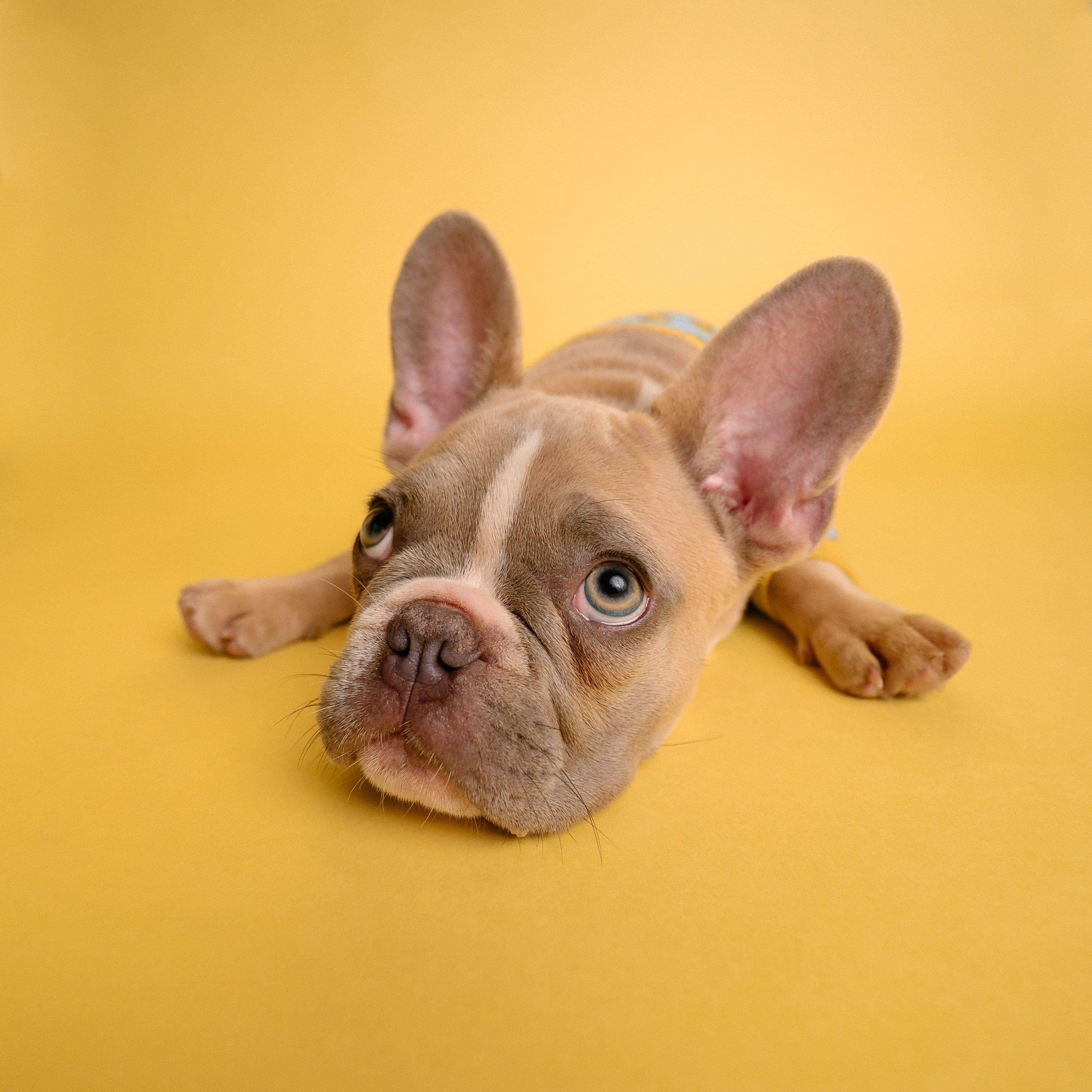 Il miglior cibo per cani contro la flatulenza