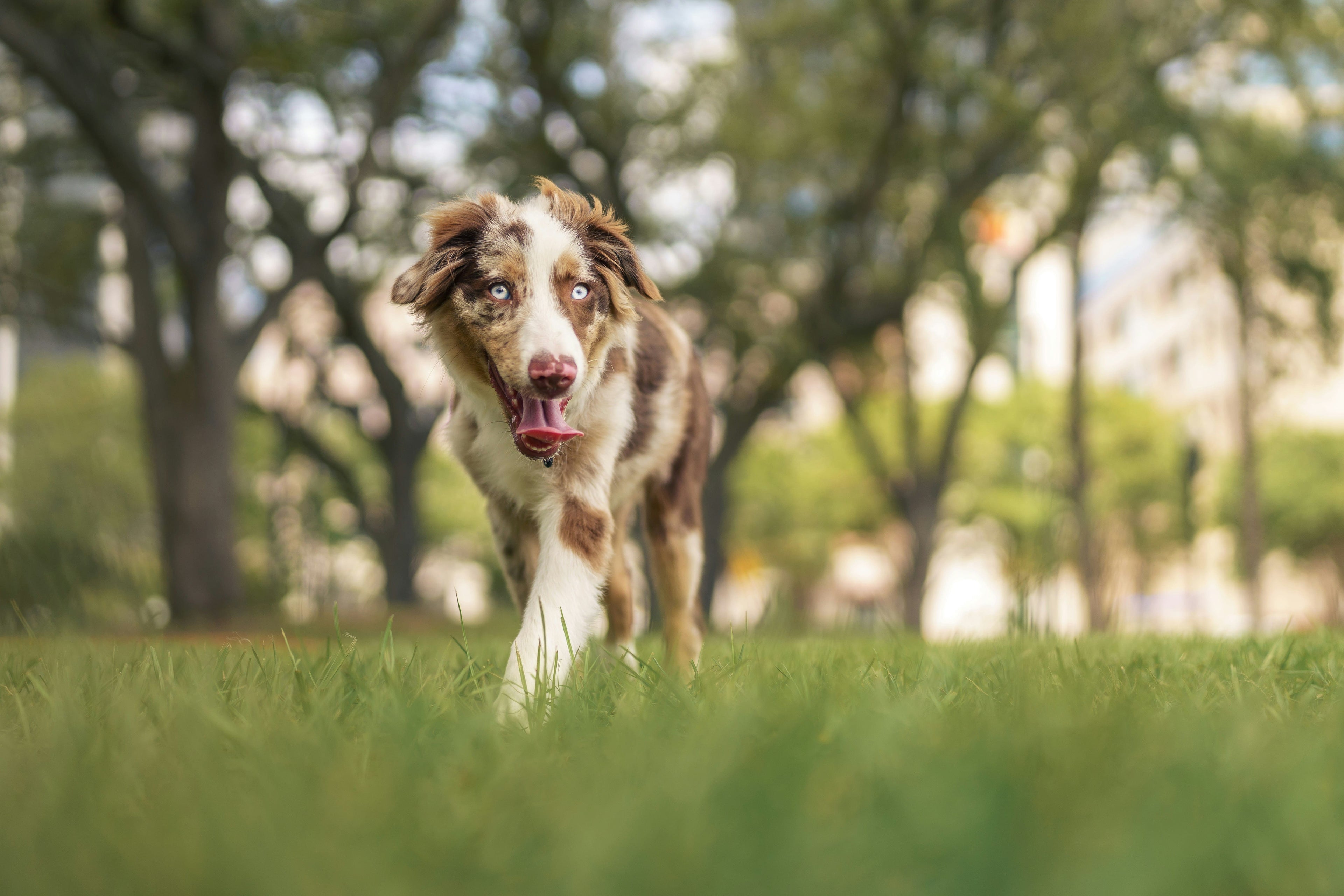 Cosa fare se il tuo cane prende un forasacco (e come evitarlo in futuro)