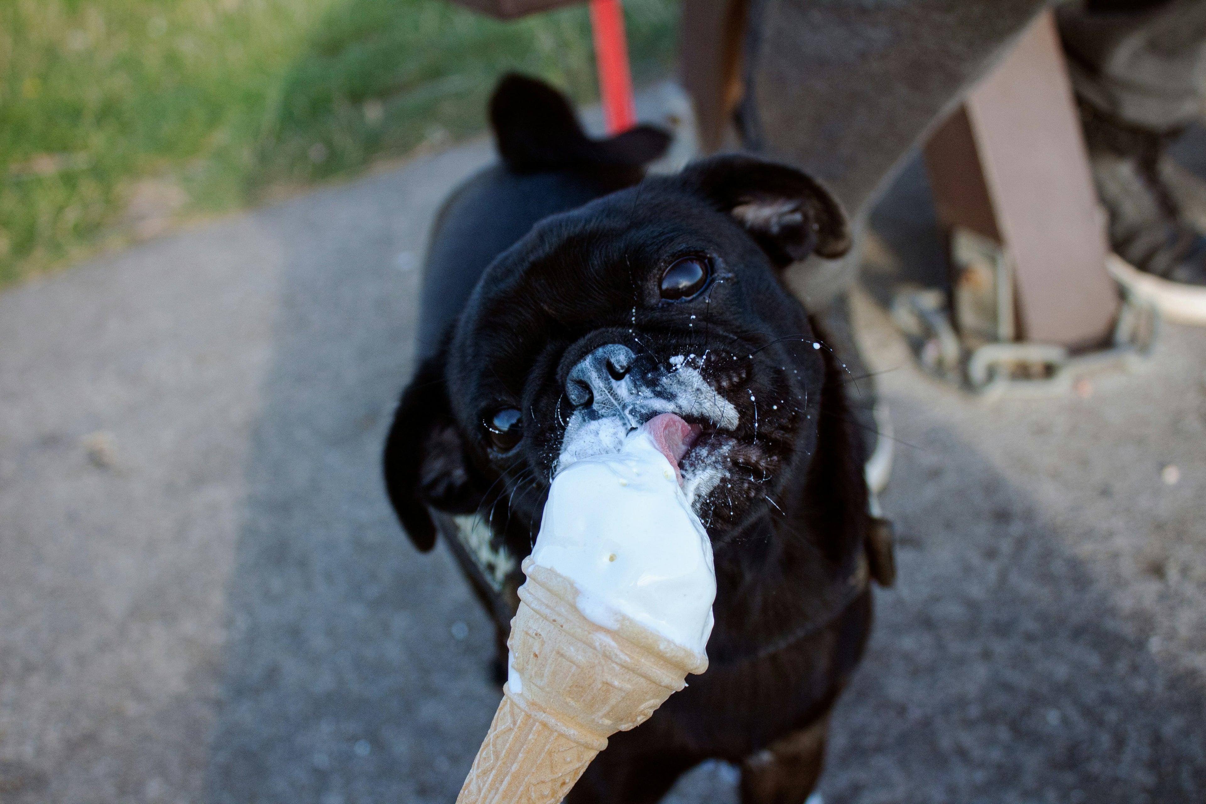 I cani possono mangiare il gelato? 
