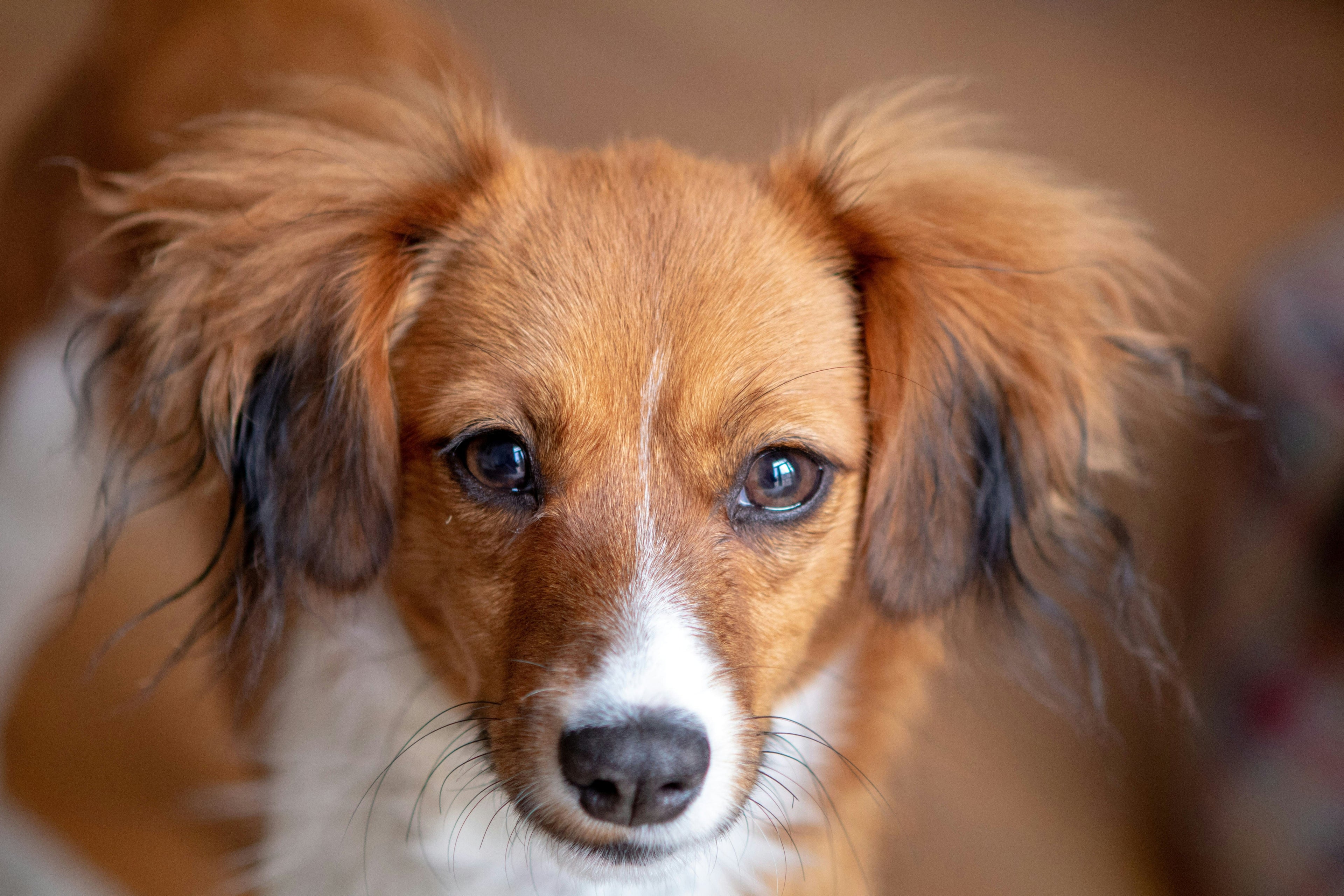 La gestazione nel cane: durata, fasi e come gestire la gravidanza