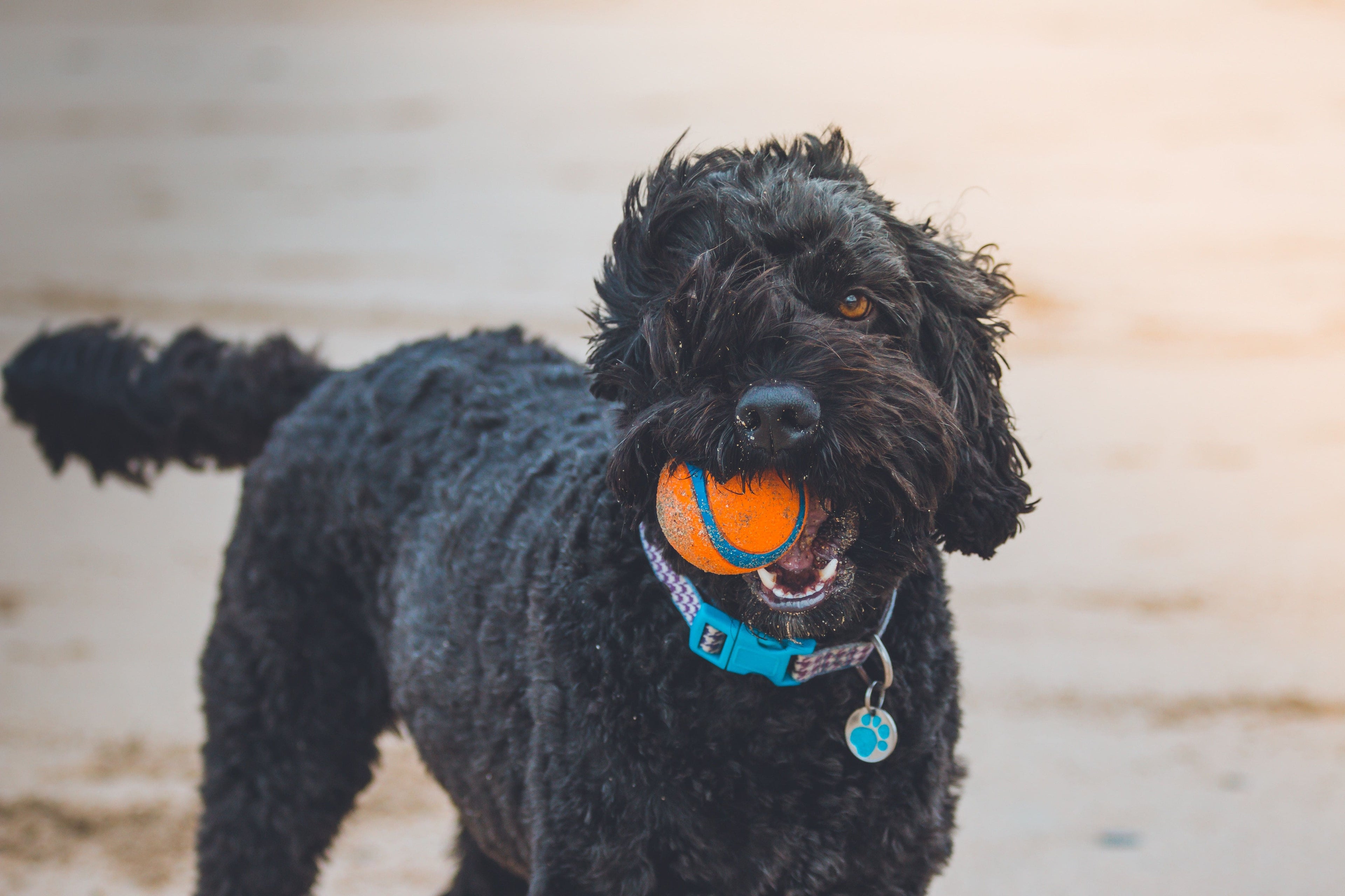 Quali sono i migliori giocattoli per cani?