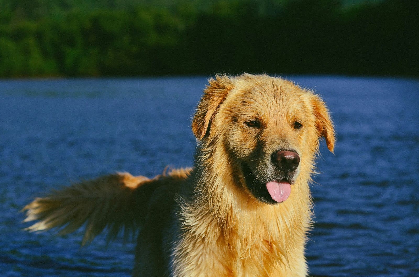 Giochi all’aperto per cani: idee e consigli per divertirsi insieme