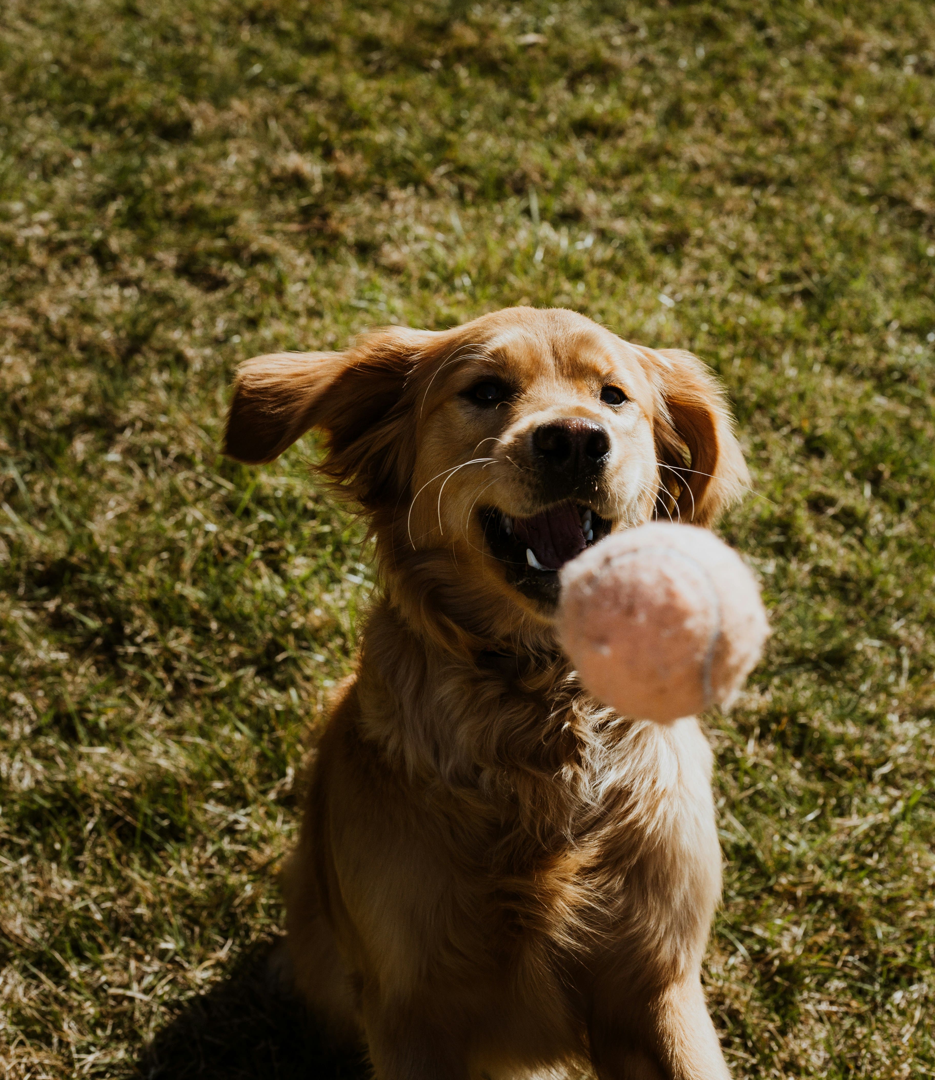 Divertimento e stimoli mentali: i giochi interattivi che il tuo cane adorerà