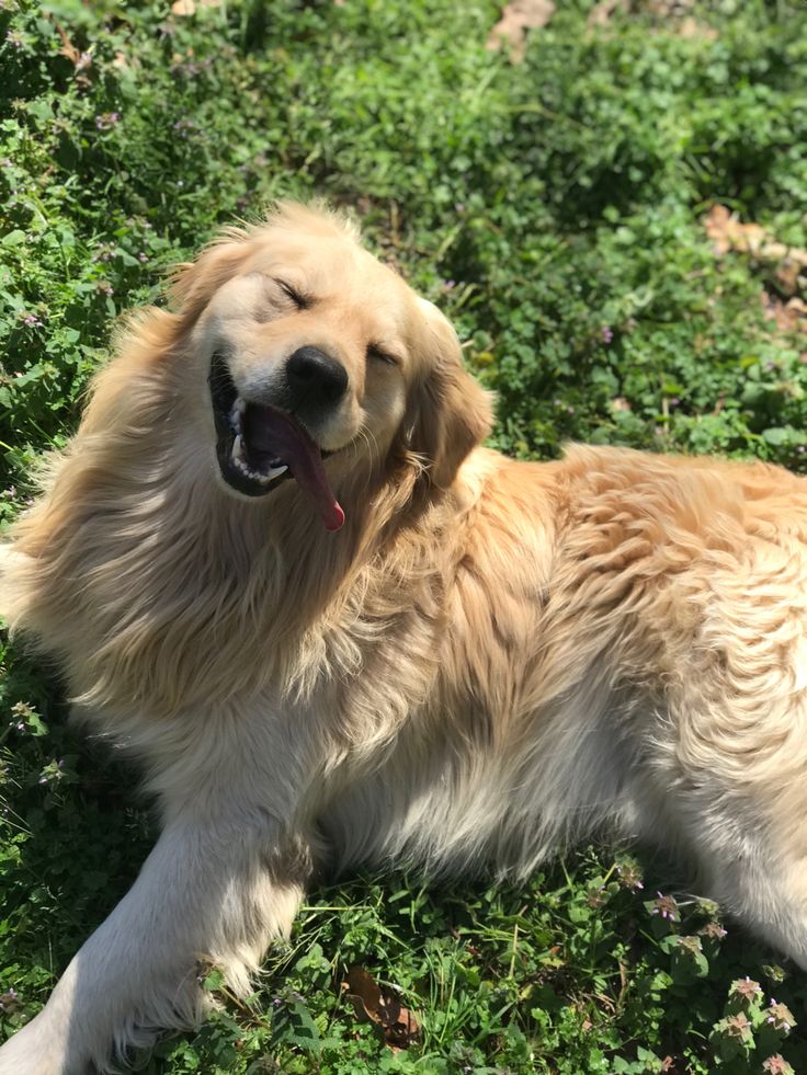 Golden Retriever adulto dal mantello dorato seduto in giardino accanto a dei bambini