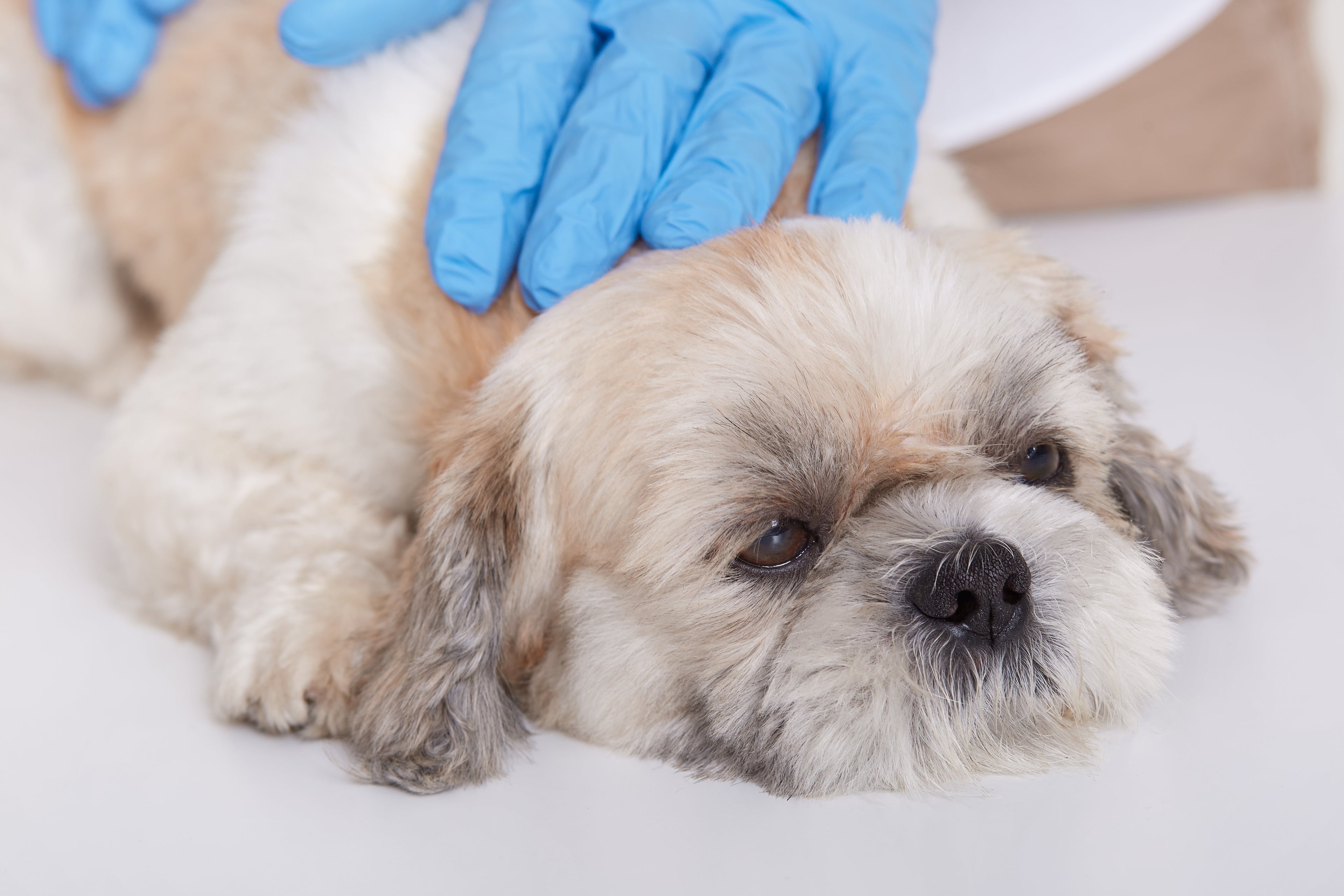 Cioccolato e cani: perché è pericoloso e cosa fare se lo mangia