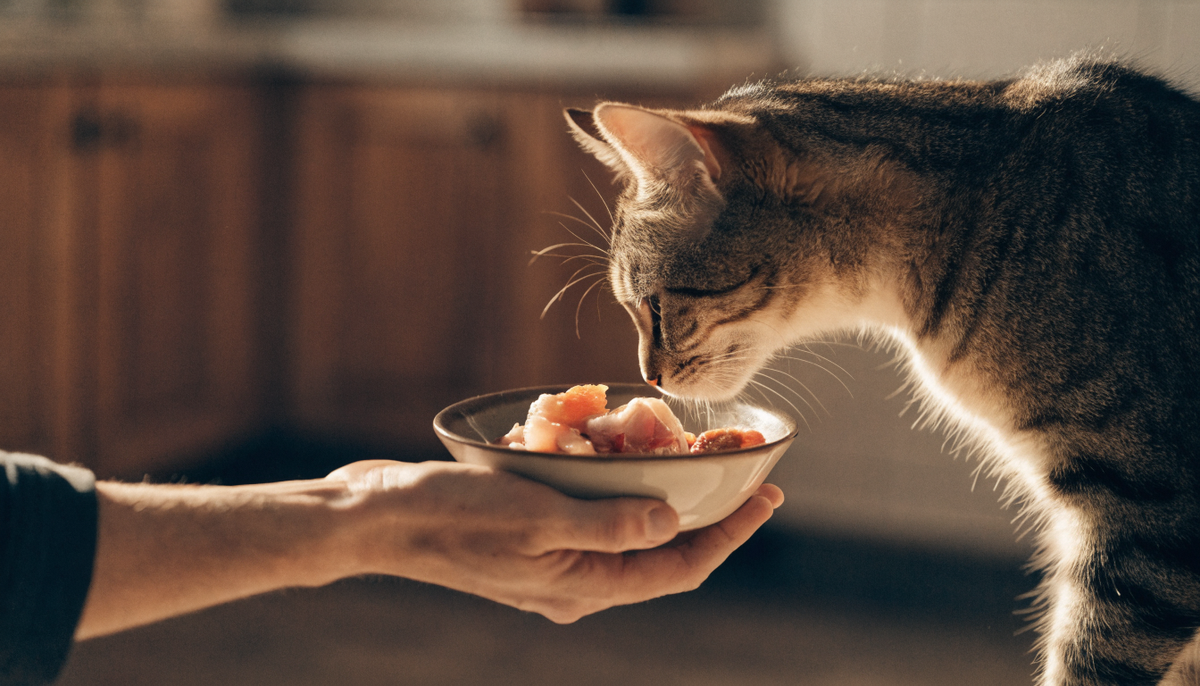Gatto annusa una ciotola di cibo umido dalla mano di una persona