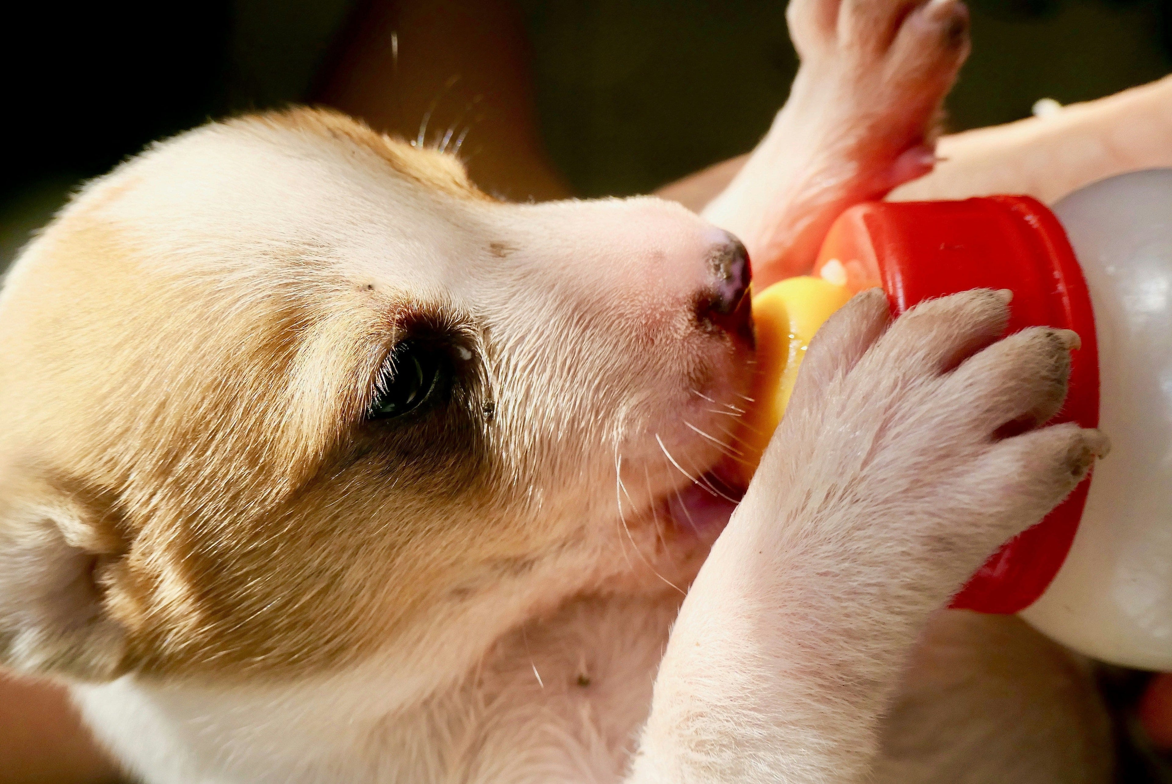 I cani possono bere il latte?