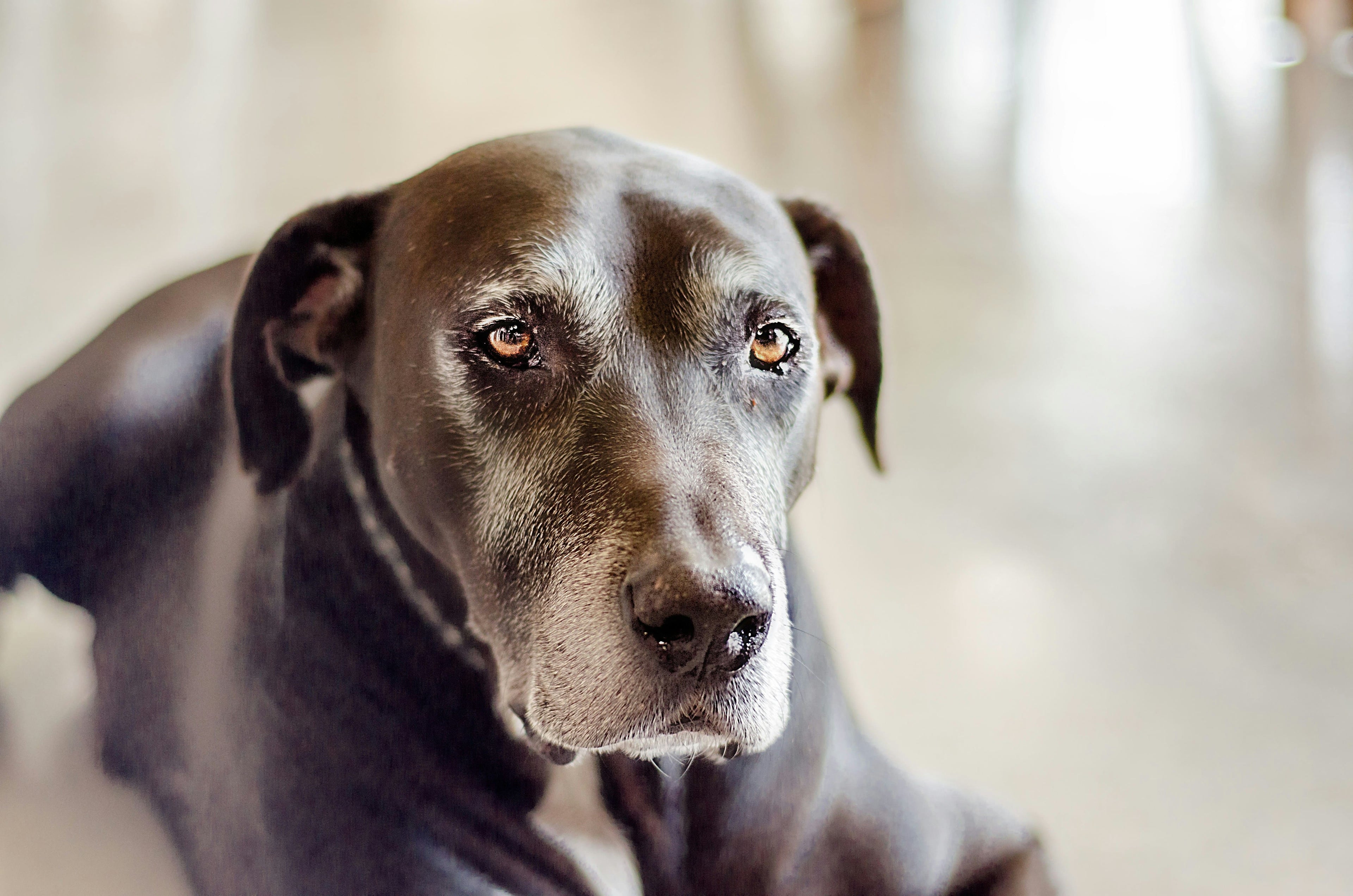 L'incontinenza nel cane: le cause e le possibili soluzioni