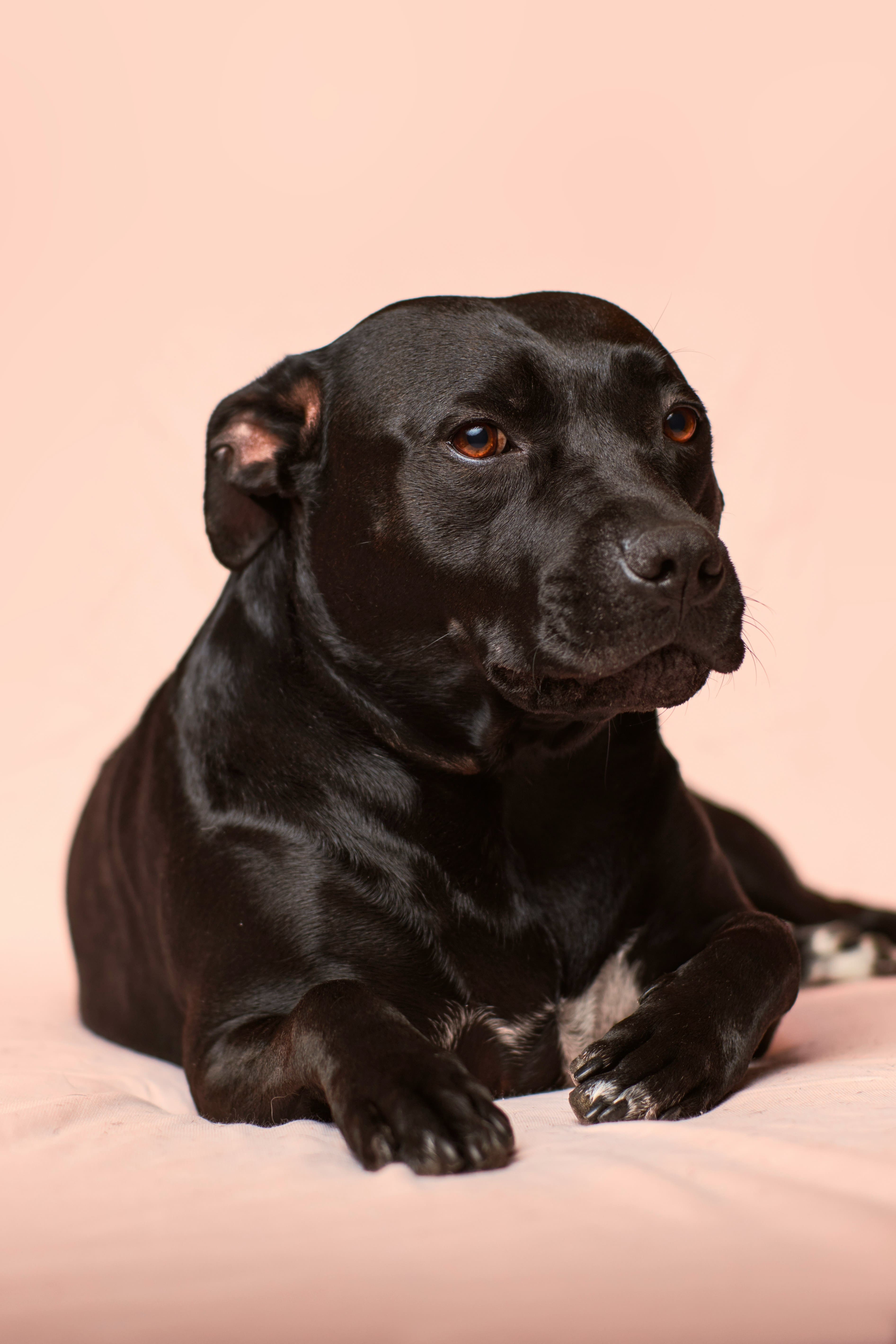 Integratori e vitamine per cani: la guida completa su tipologie e benefici