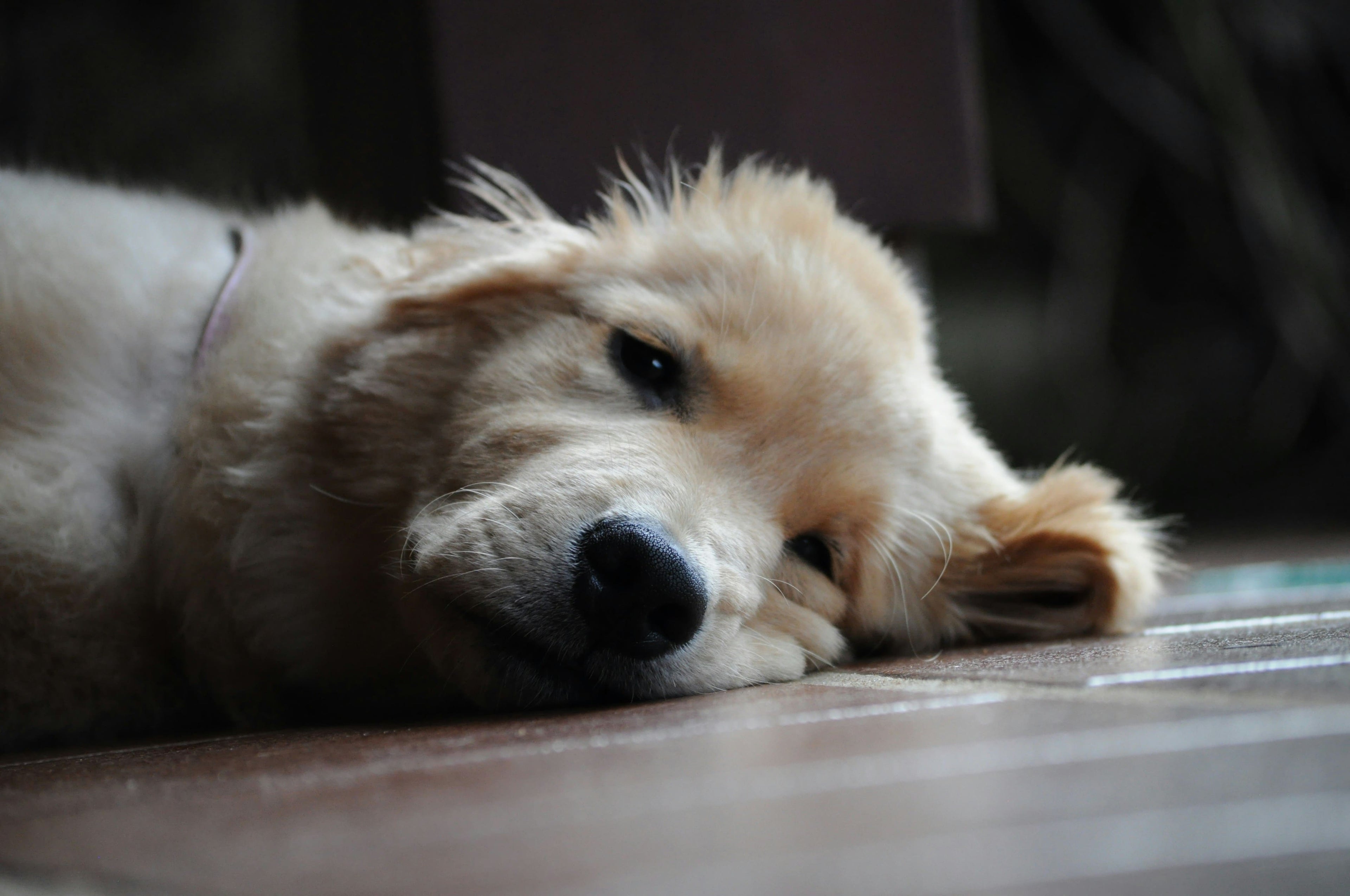 Come capire se il tuo cane ha un’intossicazione alimentare e cosa fare