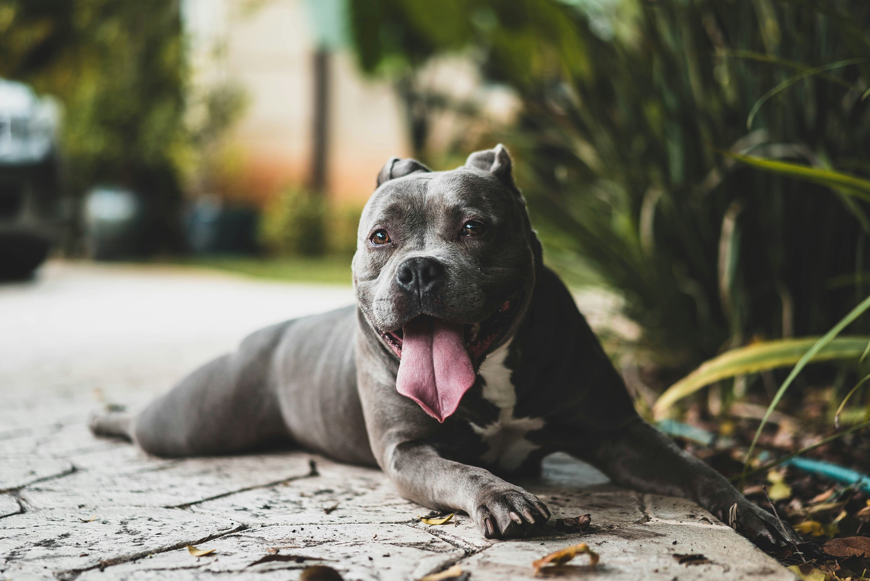 Sintomi e conseguenze dell'ipotiroidismo nel cane