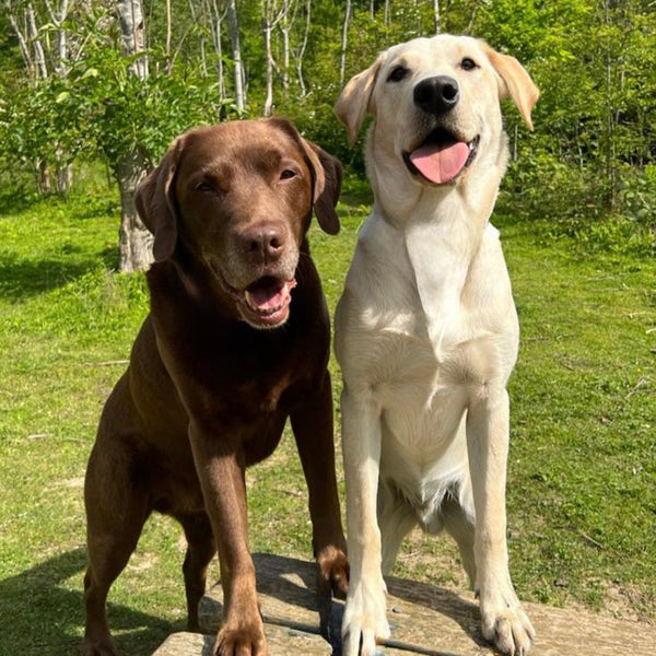 Labrador Retriever color miele adulto in posizione seduta su prato verde, guida alla razza